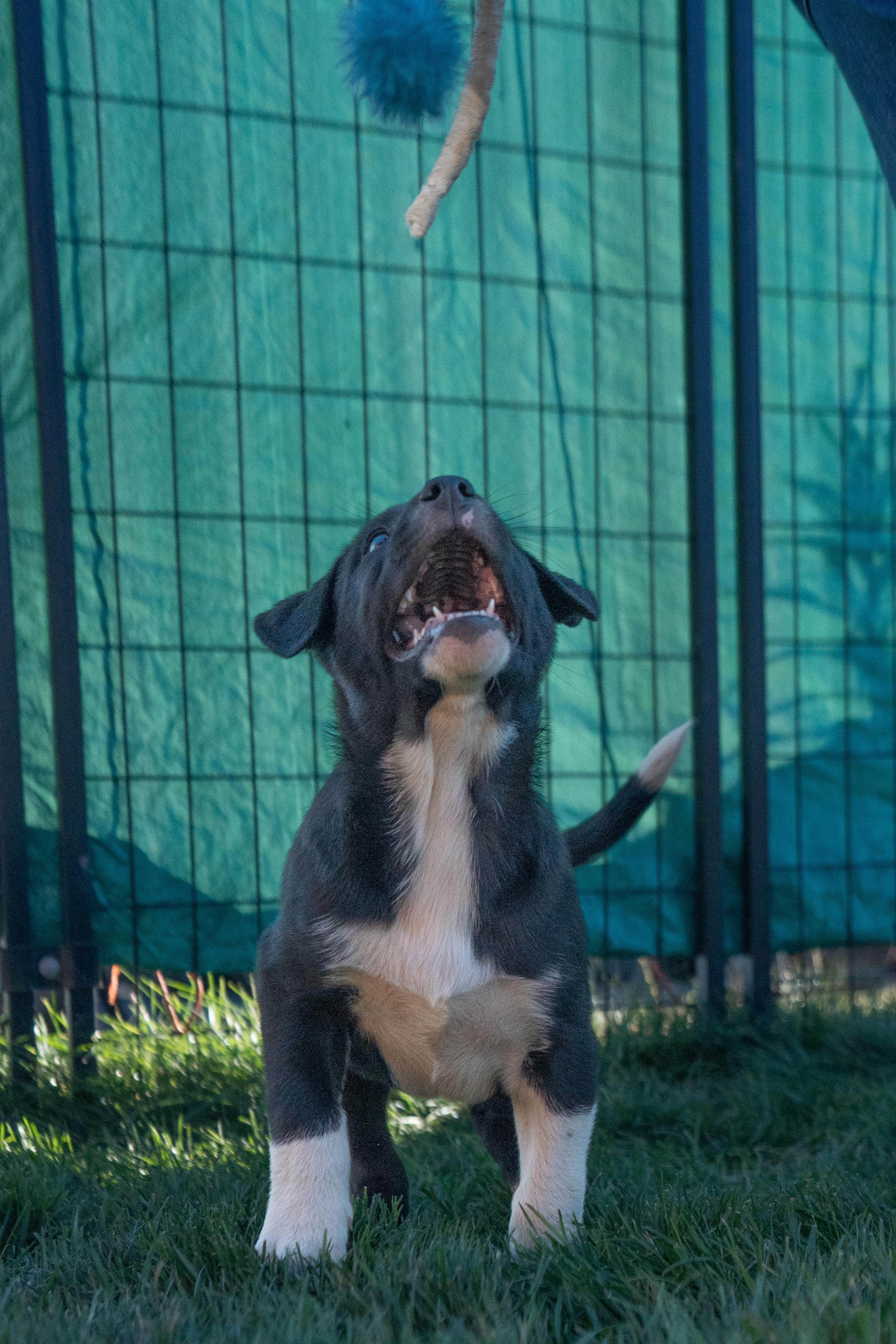 Plutas, a ADOPTABLE mixed breed in Bend, OR image 2/3