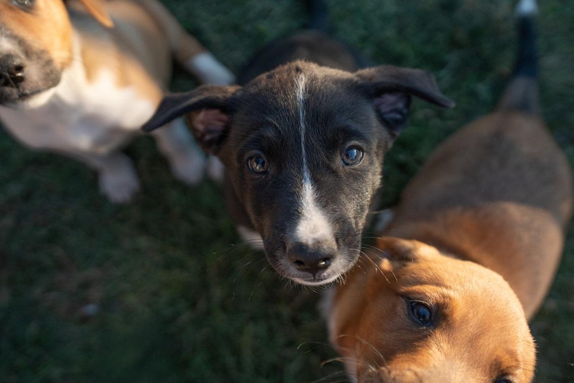 Plutas, a ADOPTABLE mixed breed in Bend, OR image 3/3