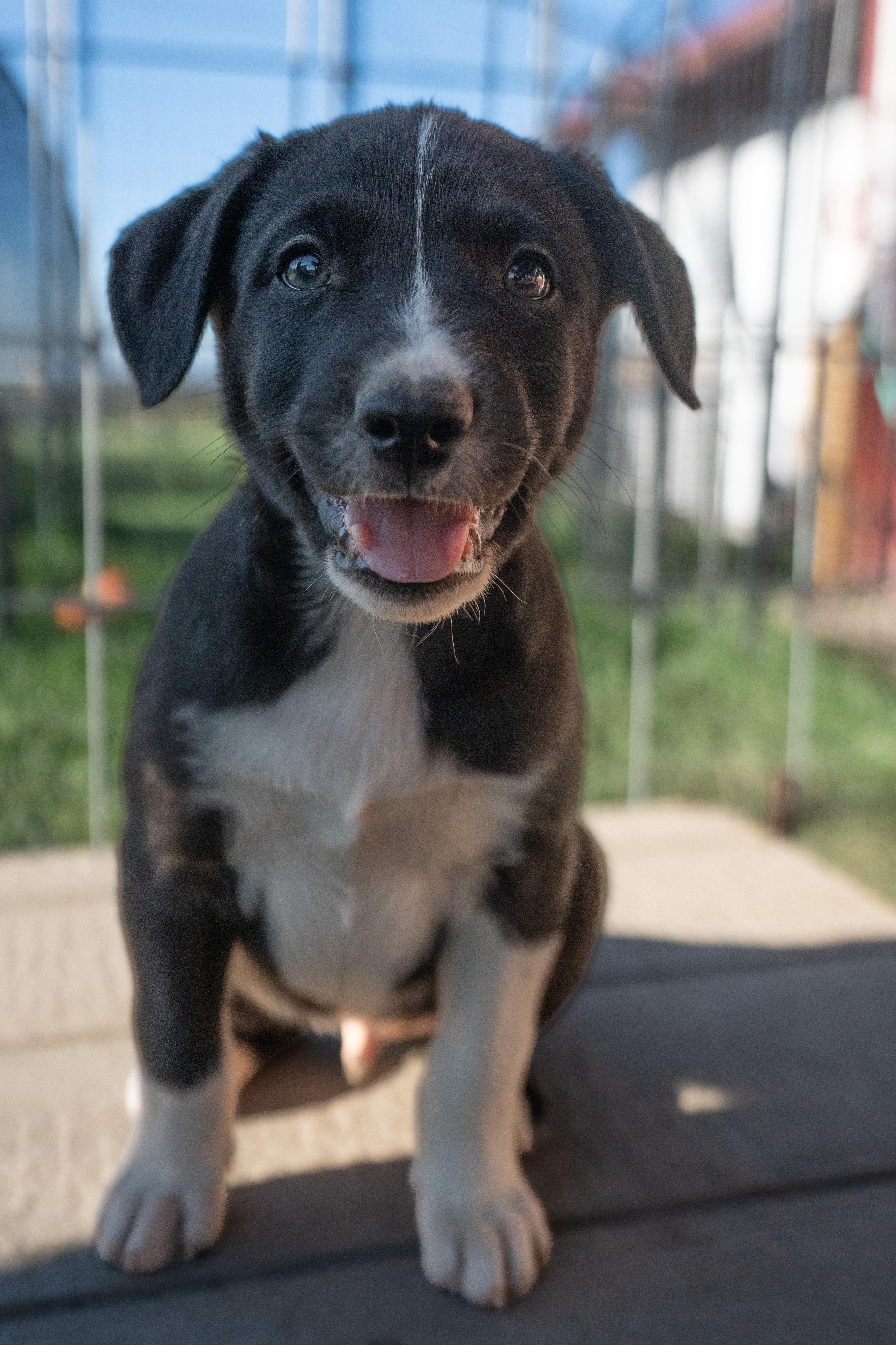 Plutas, ADOPTABLE, Puppy Male Border Collie & Cattle Dog.