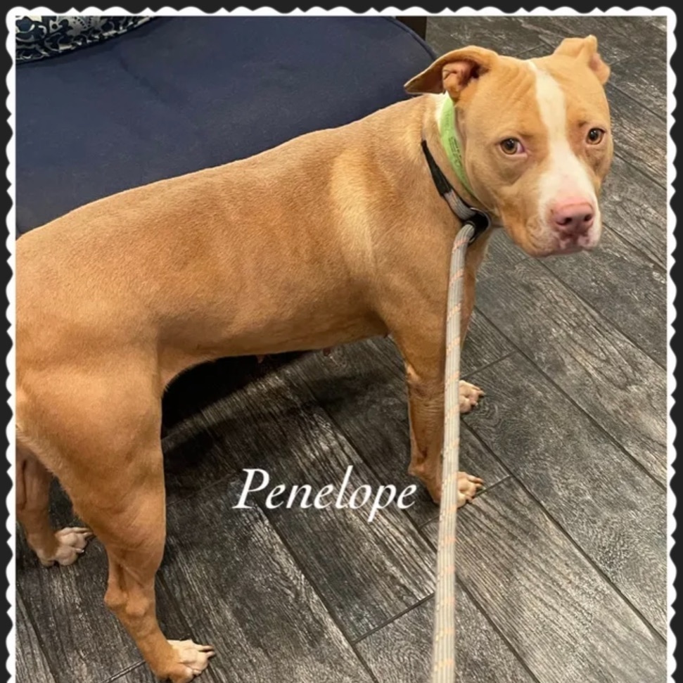 Enlarge Penelope, a Adoptable mixed breed in Canyon, TX image 1/1