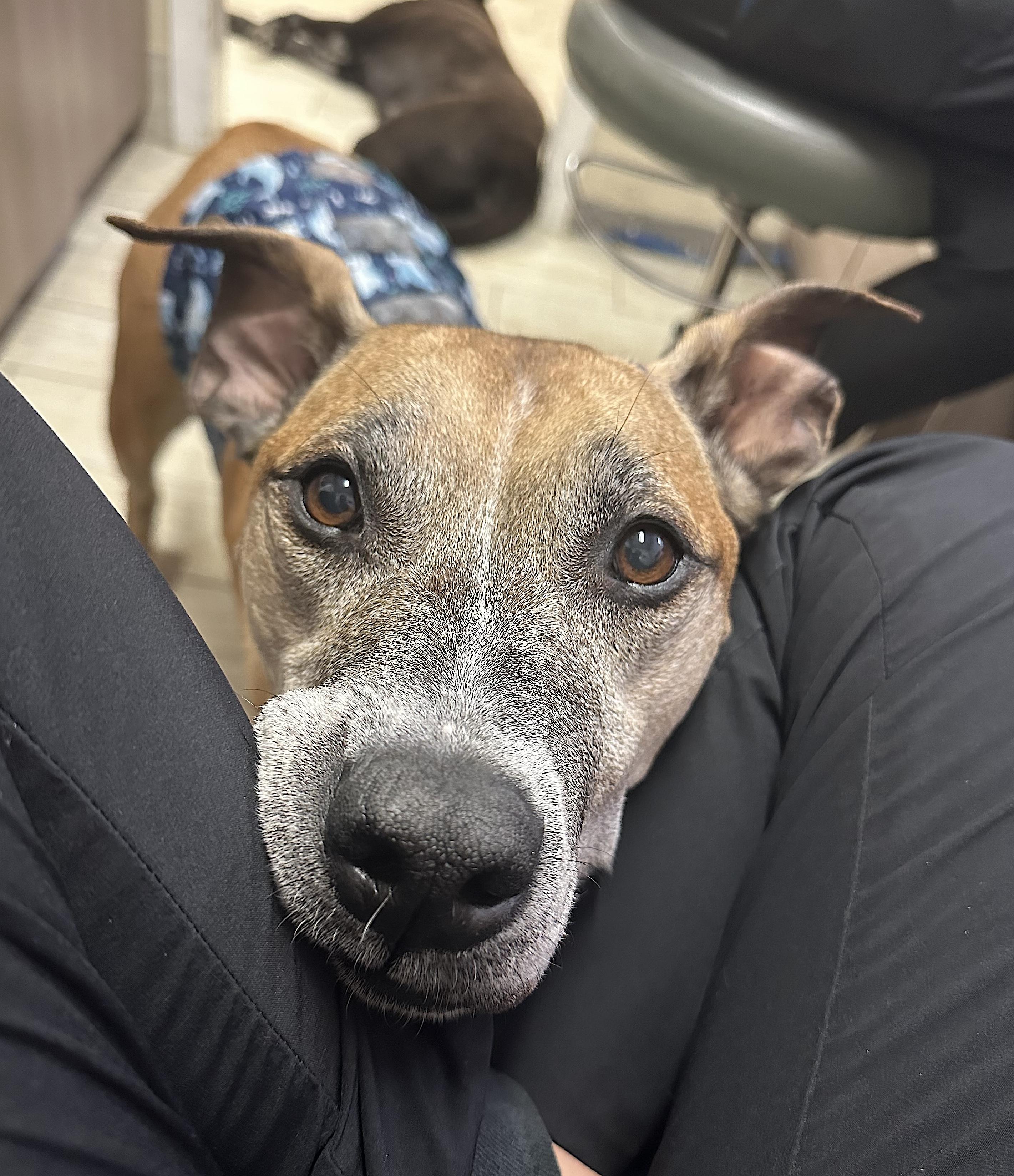 Fenrir — thumbnail 3