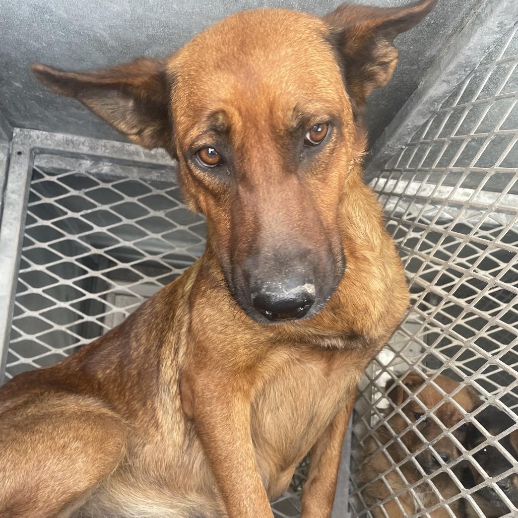 Yara, Adoptable, Adult Female German Shepherd Dog.