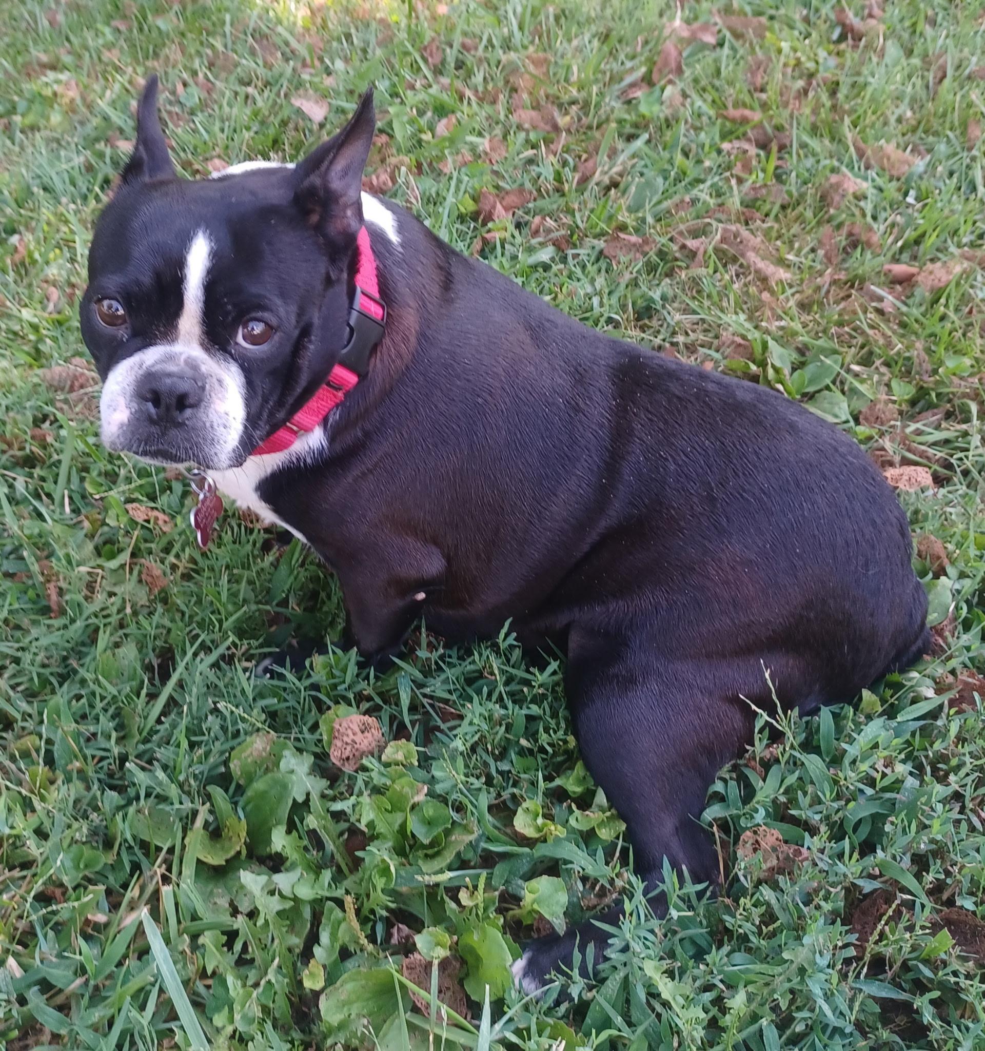 Lydia in MO, a ADOPTABLE Boston Terrier in Kansas City, MO image 5/5
