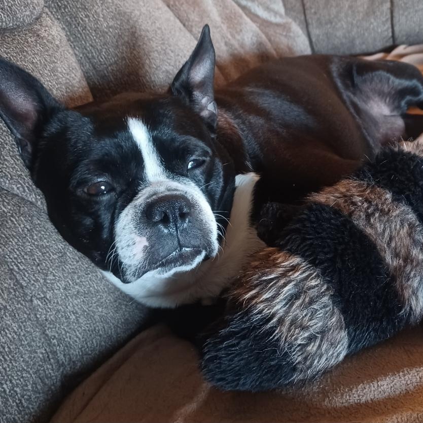 Lydia in MO, a ADOPTABLE Boston Terrier in Kansas City, MO image 2/5