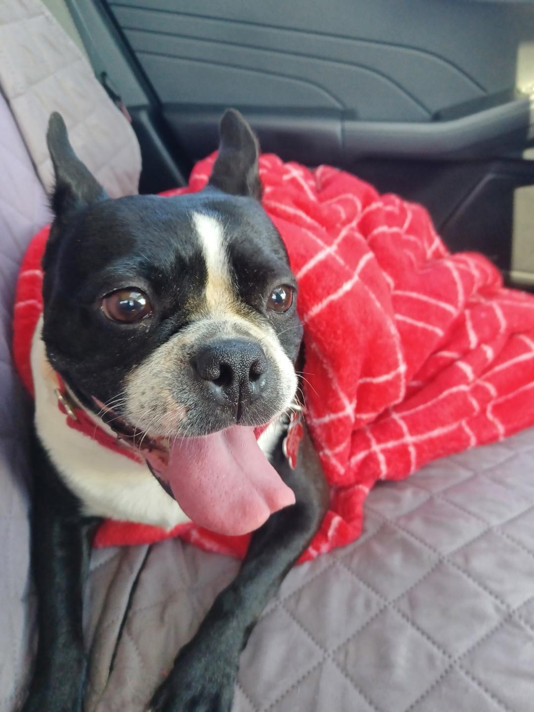 Lydia in MO, ADOPTABLE, Adult Female Boston Terrier.