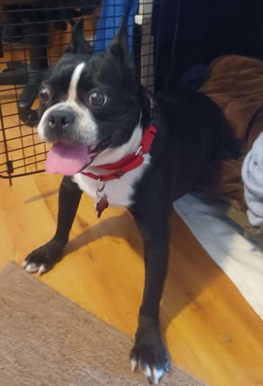 Lydia in MO, a ADOPTABLE Boston Terrier in Kansas City, MO image 4/5
