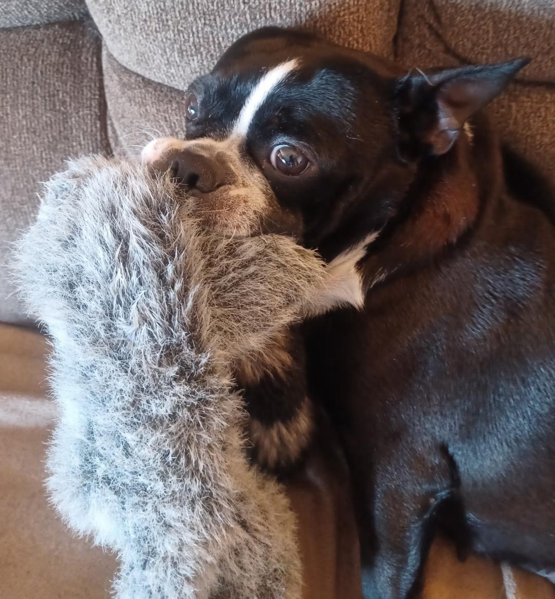 Lydia in MO, a ADOPTABLE Boston Terrier in Kansas City, MO image 3/5