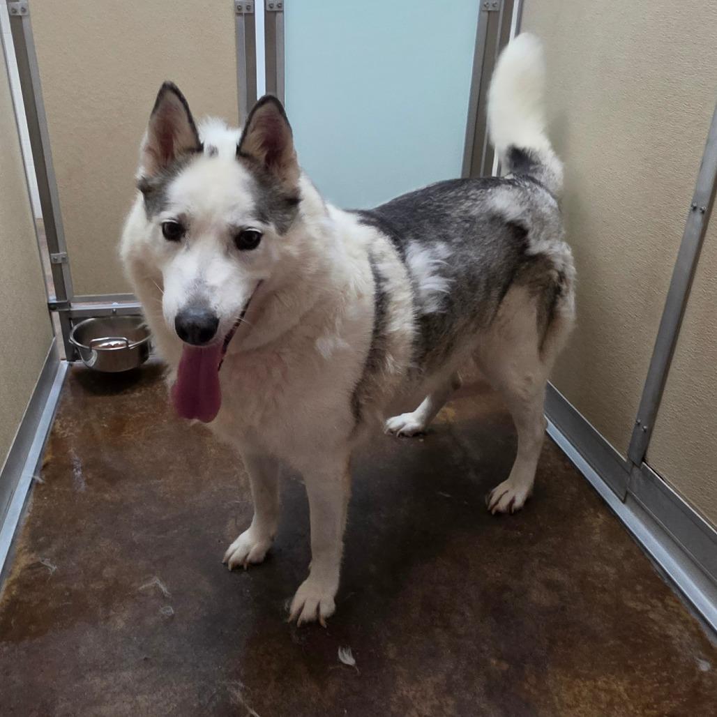 Kodak, Adoptable, Senior Male Husky & Alaskan Malamute.