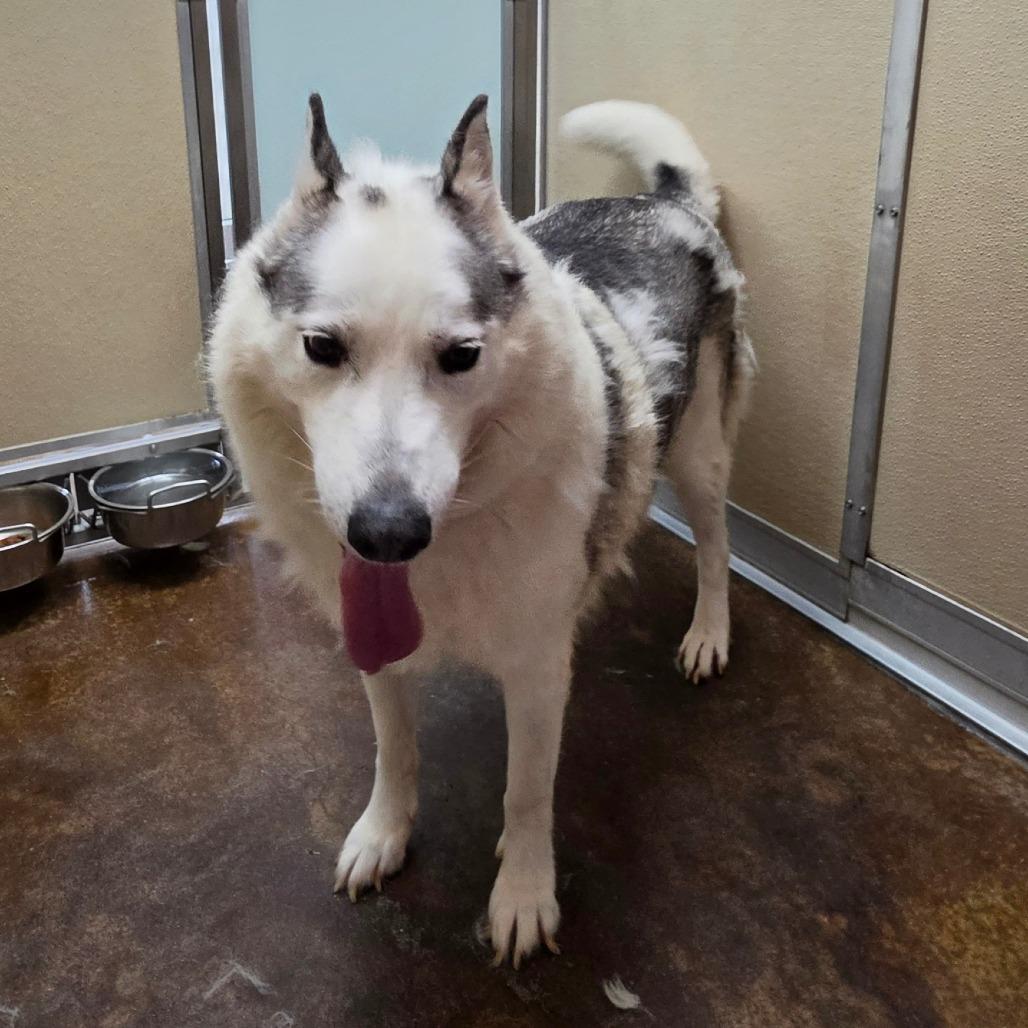 Kodak, a Adoptable mixed breed in Albuquerque, NM image 2/2