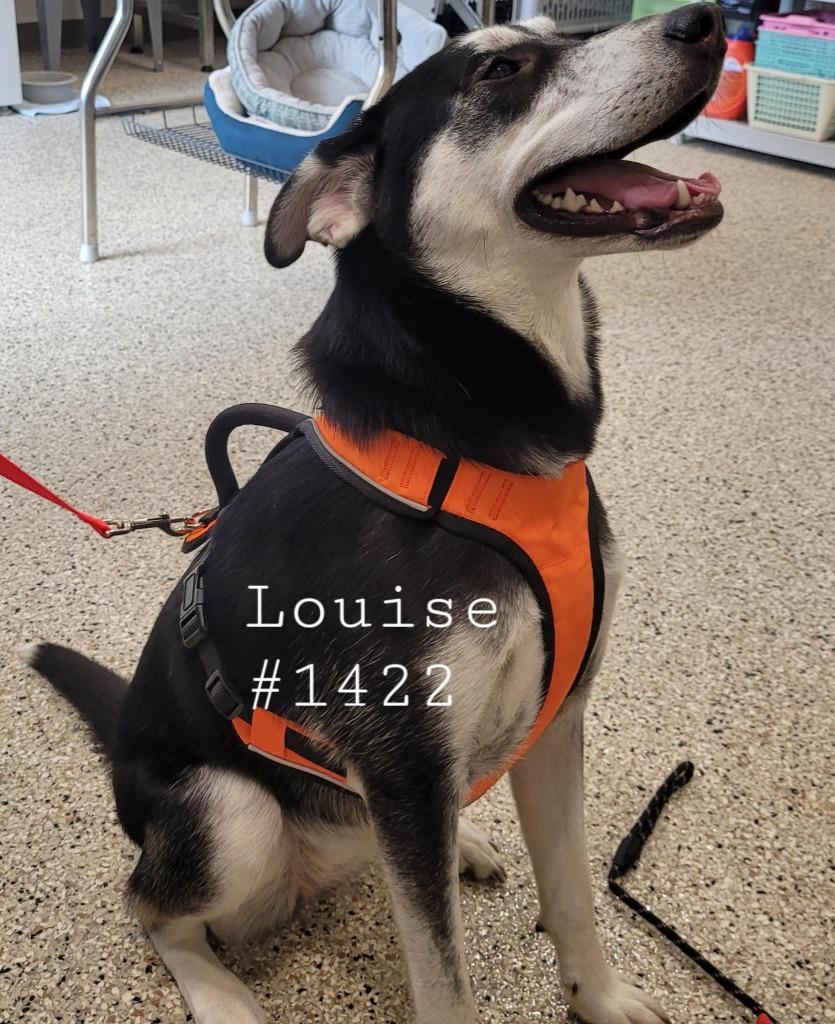 Louise, Adoptable, Young Female Siberian Husky & German Shepherd Dog.