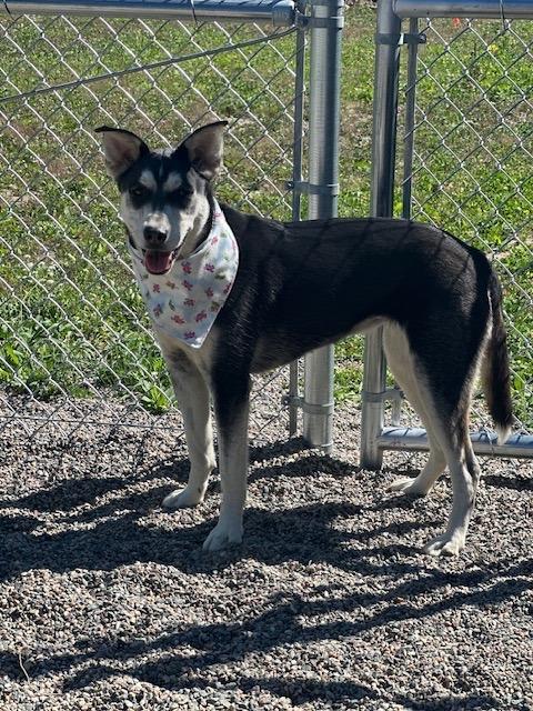 Louise, a Adoptable mixed breed in Grand Rapids, MN image 2/6