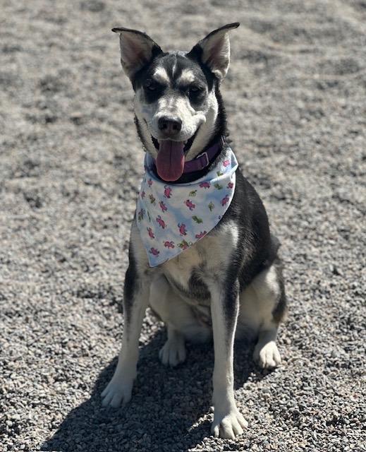 Louise, a Adoptable mixed breed in Grand Rapids, MN image 3/6