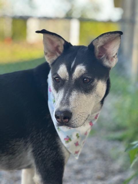 Louise, a Adoptable mixed breed in Grand Rapids, MN image 4/6