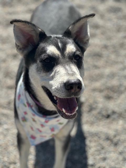 Louise, a Adoptable mixed breed in Grand Rapids, MN image 5/6