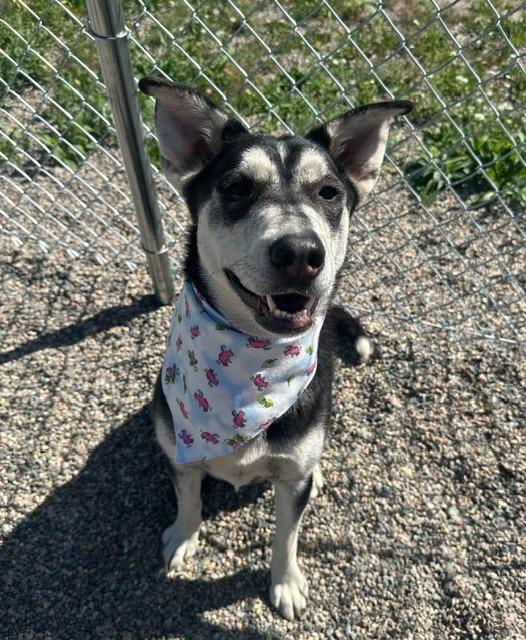 Louise, a Adoptable mixed breed in Grand Rapids, MN image 6/6