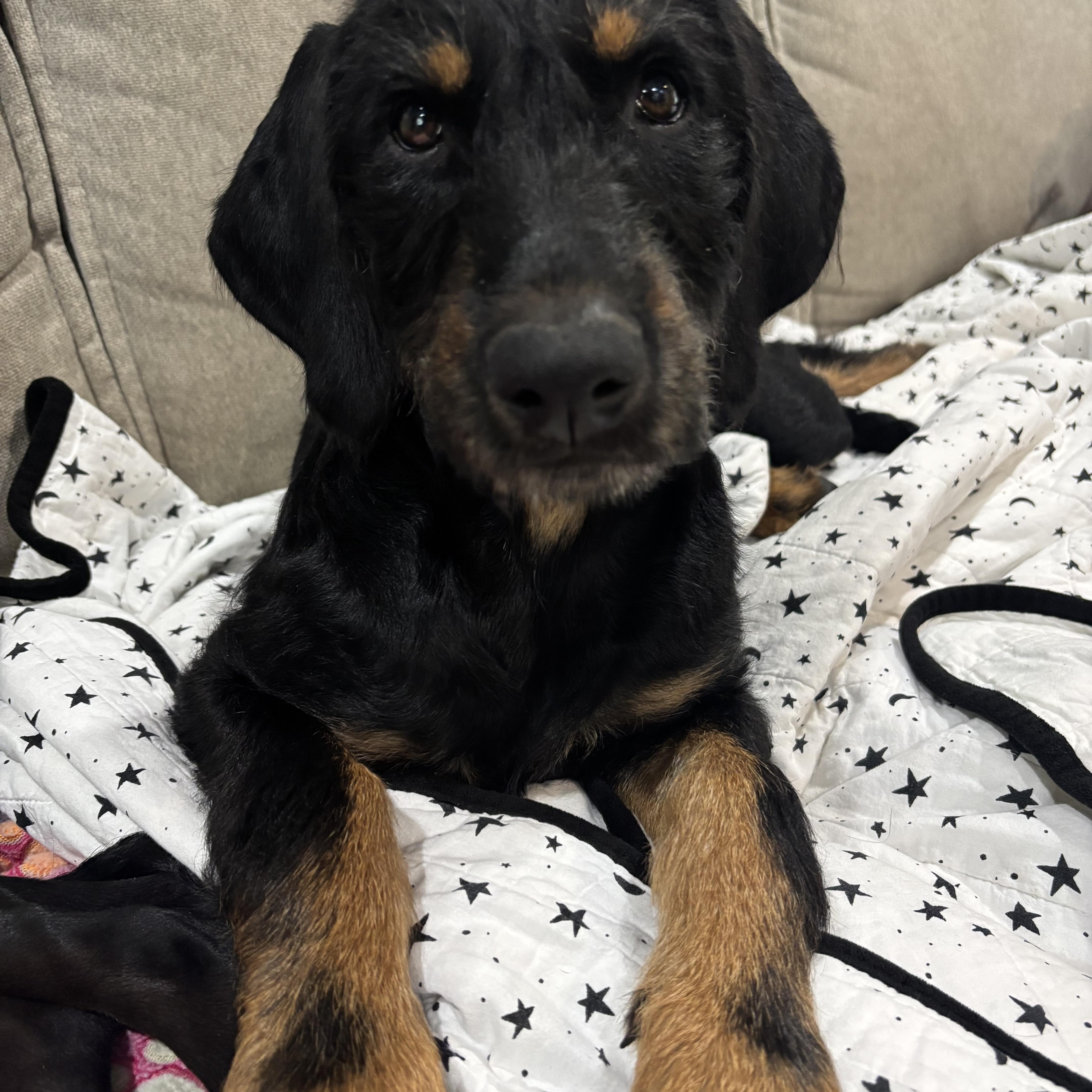 Aranea, a Adoptable mixed breed in Suffield, CT image 2/3