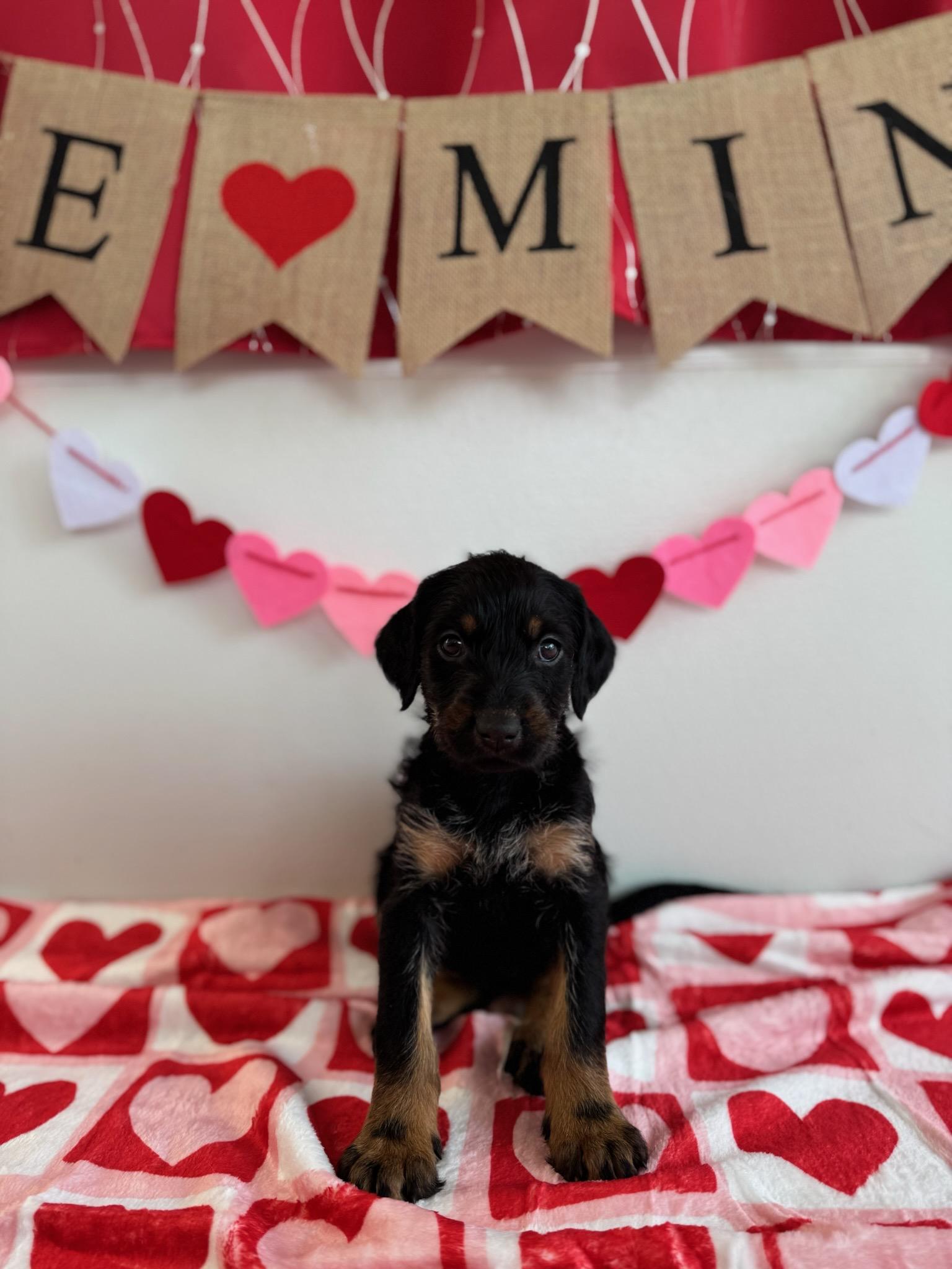 Aranea, Adoptable, Puppy Female Doberman Pinscher & Poodle.