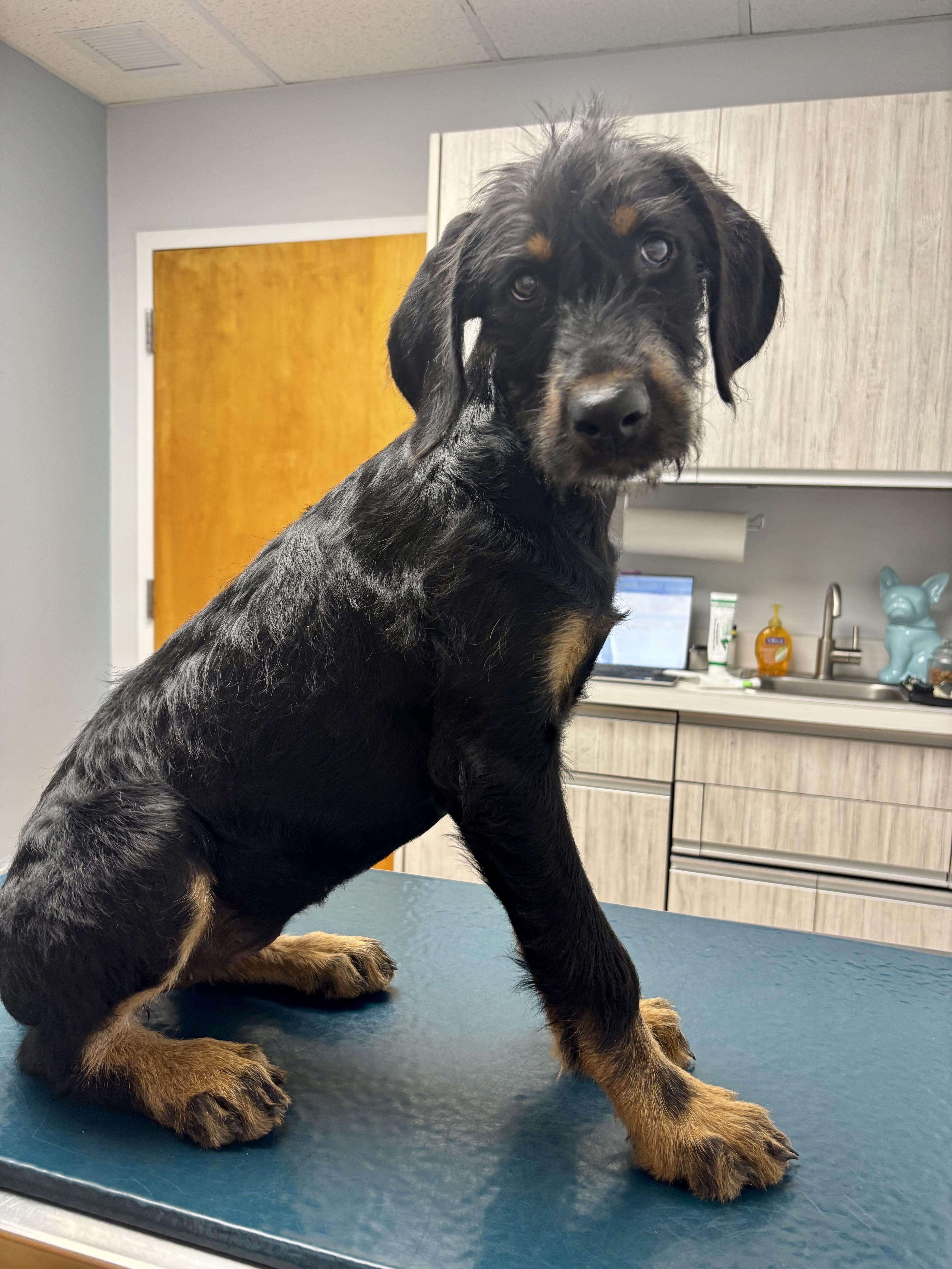 Aranea, Adoptable, Puppy Female Doberman Pinscher & Poodle.