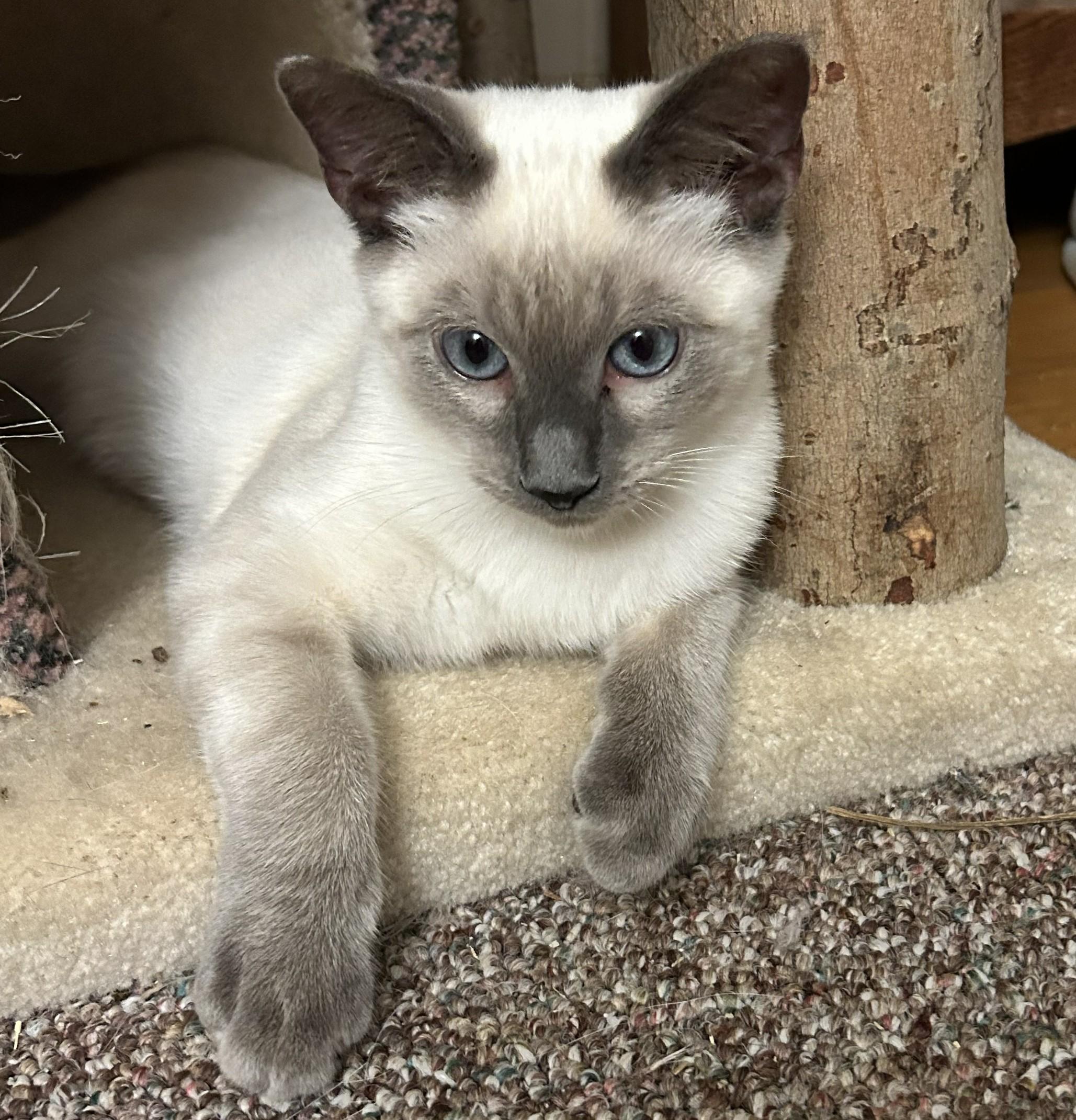 Enlarge Sandy, an adopted Siamese in Smyrna, DE image 1/3