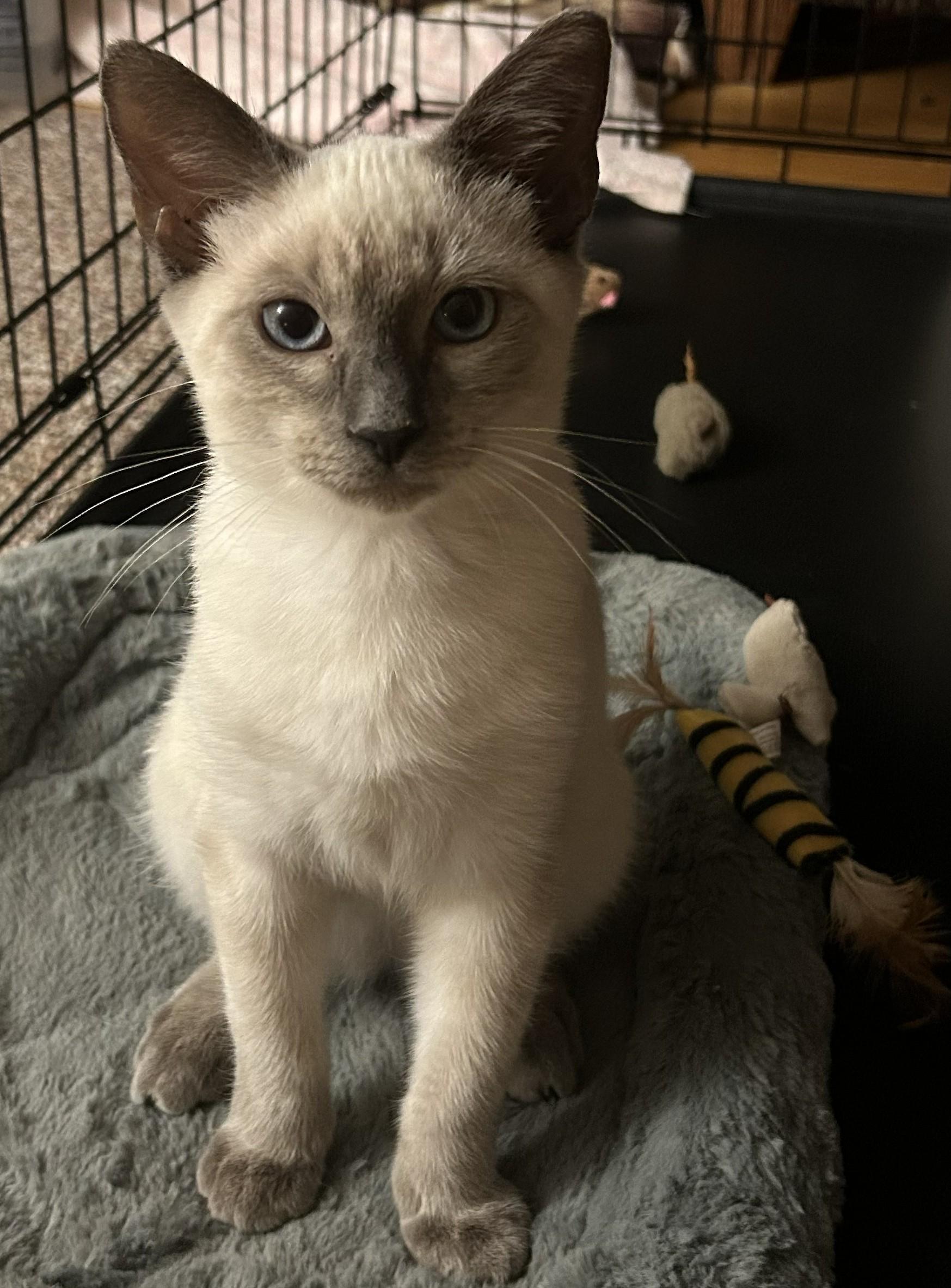 Enlarge Sandy, an adopted Siamese in Smyrna, DE image 3/3