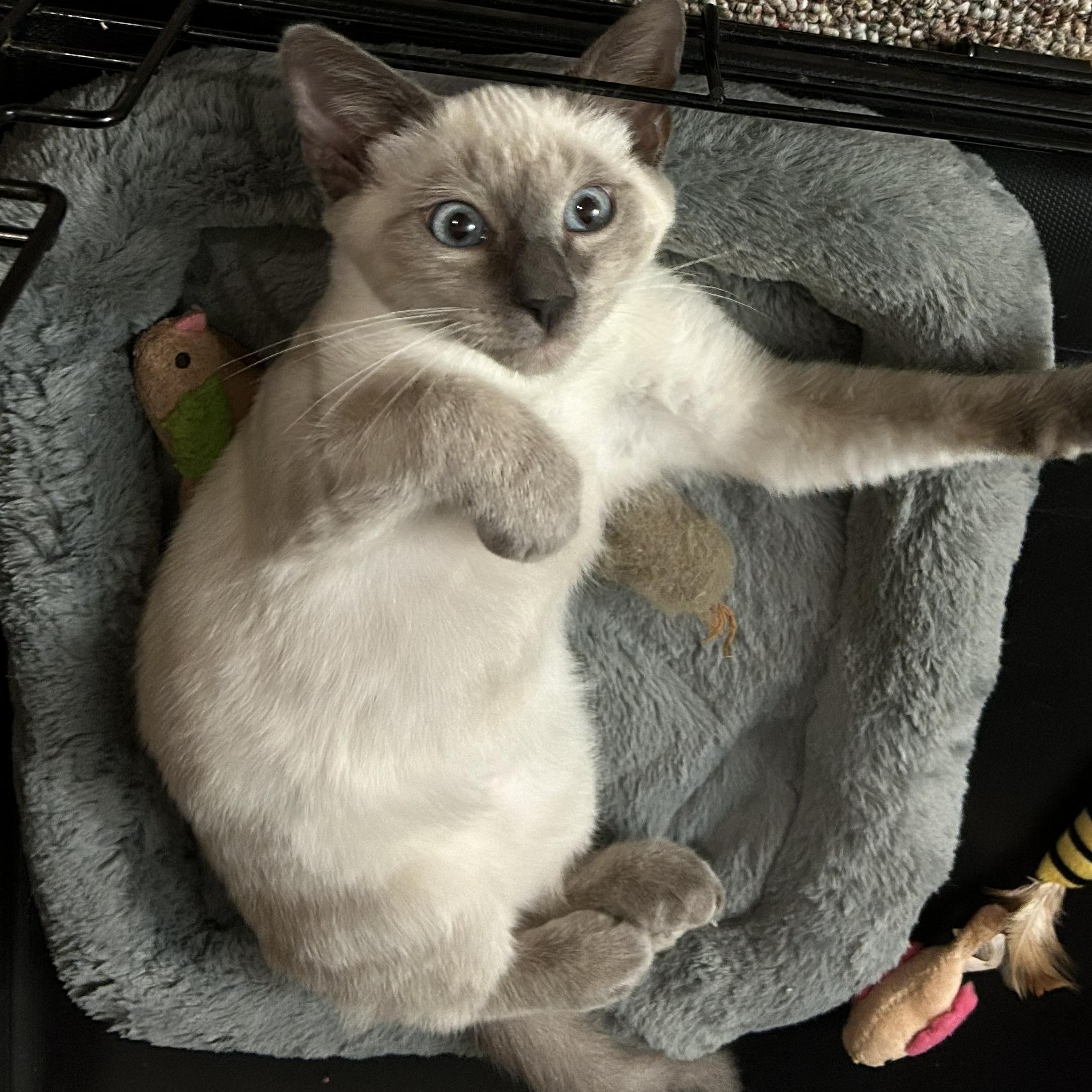 Enlarge Sandy, an adopted Siamese in Smyrna, DE image 2/3