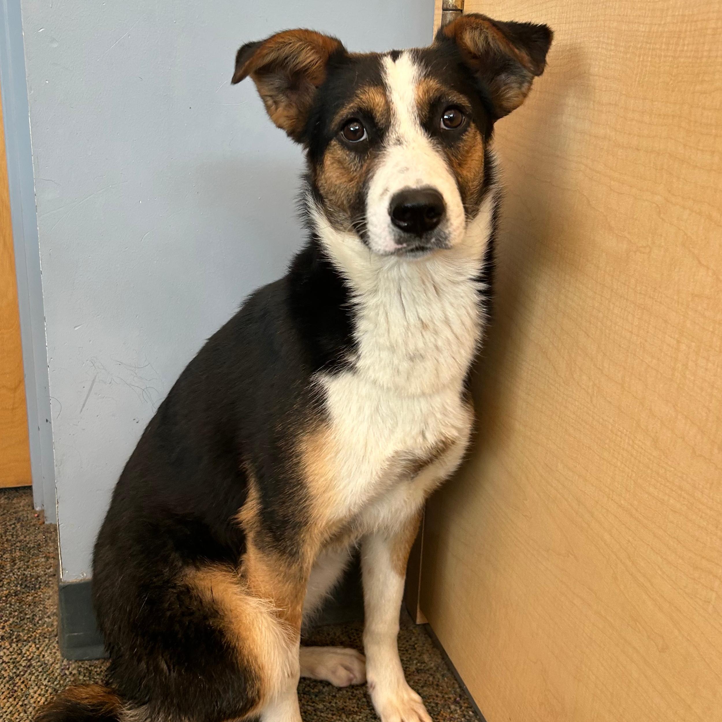 Enlarge Poppy, a ADOPTABLE mixed breed in Lindon, UT image 3/6