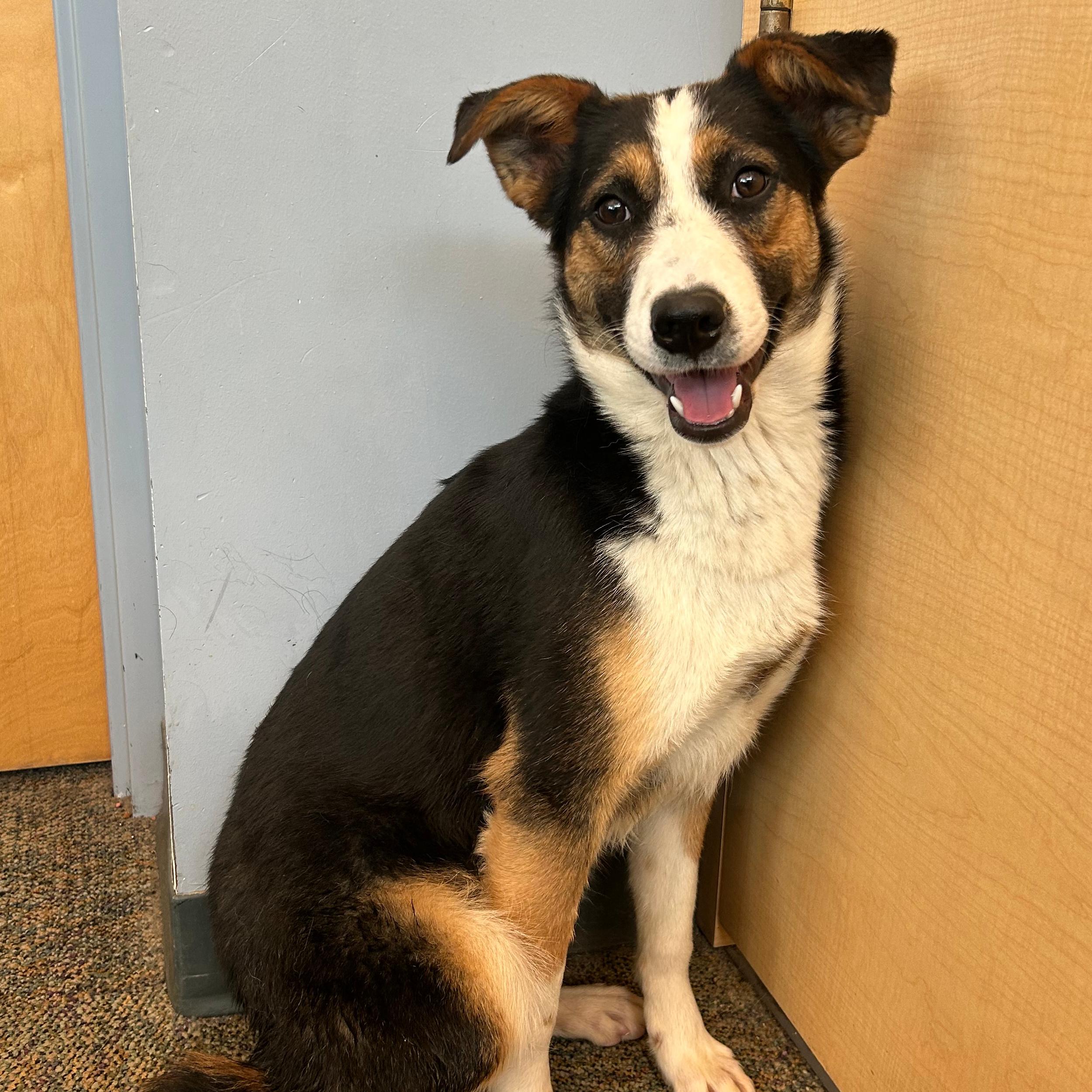 Enlarge Poppy, a ADOPTABLE mixed breed in Lindon, UT image 4/6