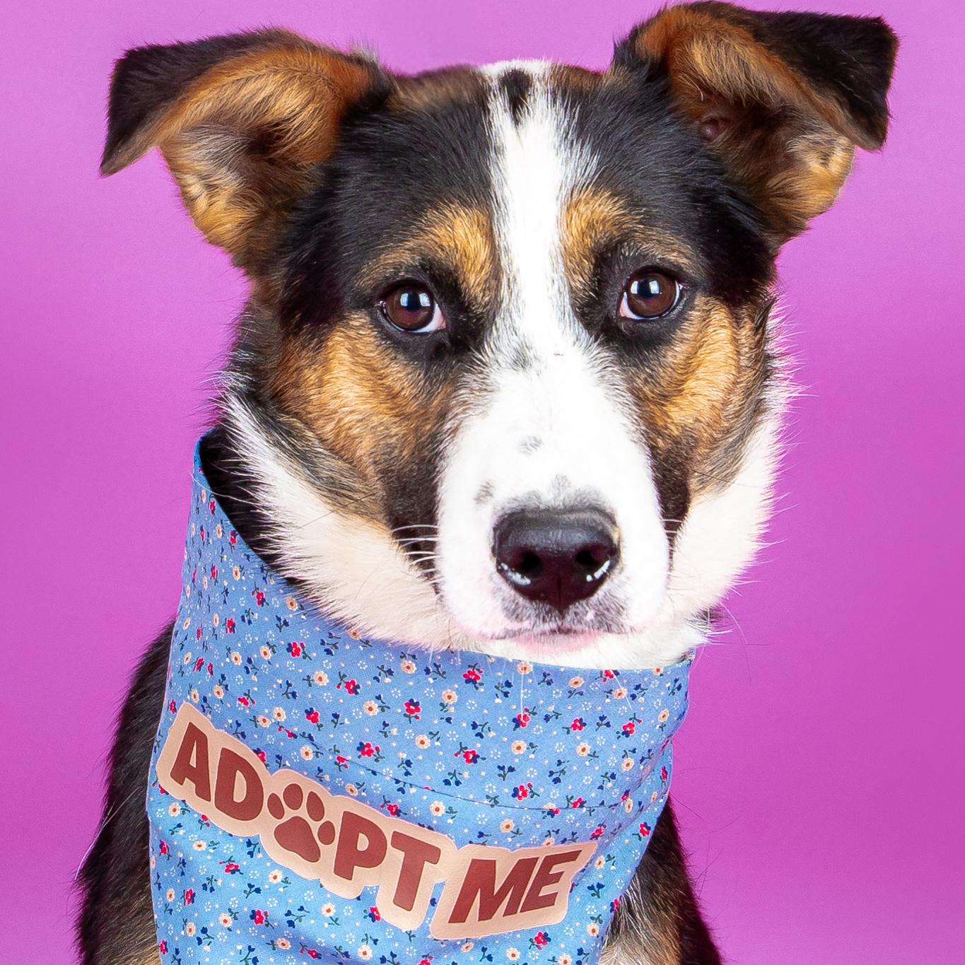 Poppy, ADOPTABLE, Young Male Australian Cattle Dog / Blue Heeler.