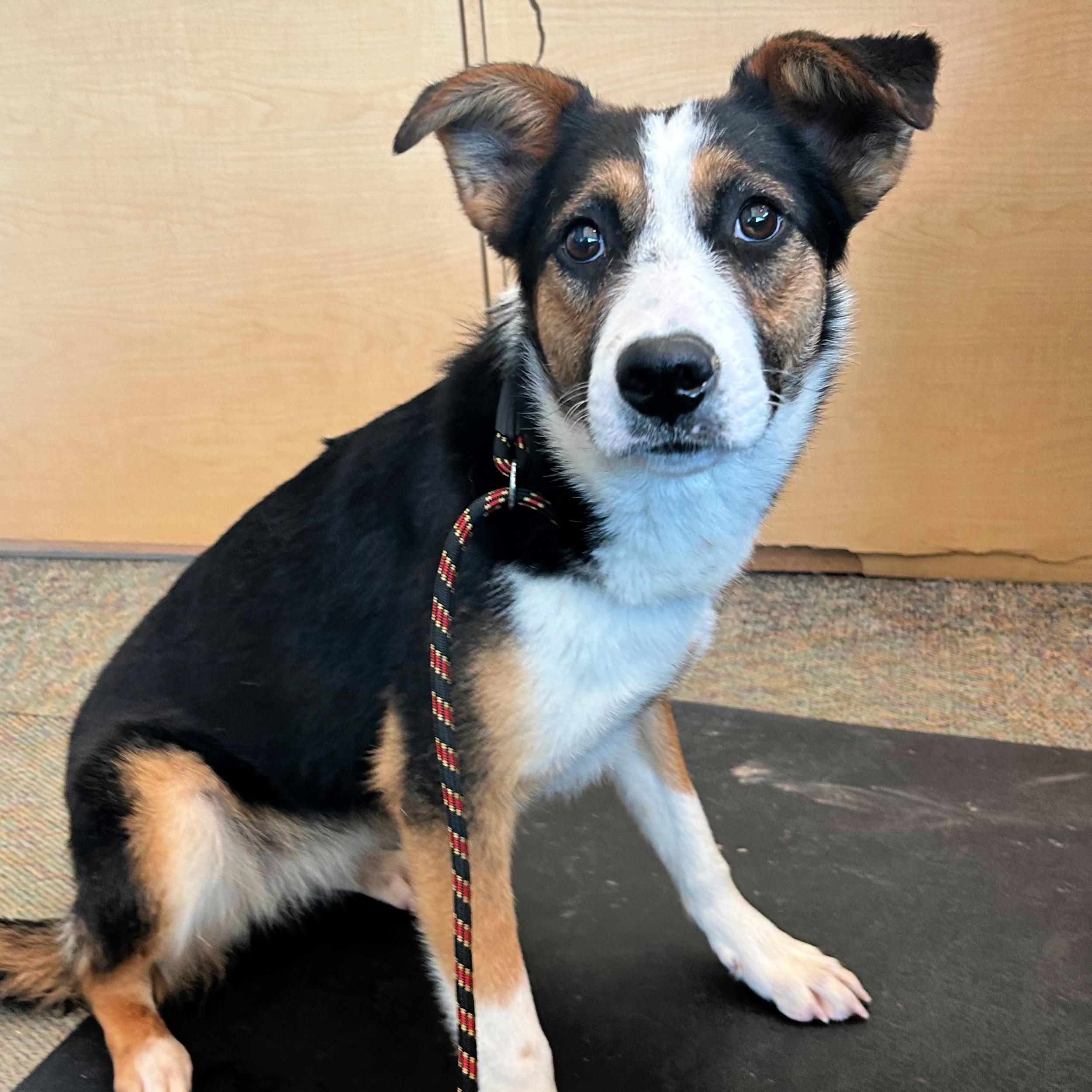 Enlarge Poppy, a ADOPTABLE mixed breed in Lindon, UT image 6/6