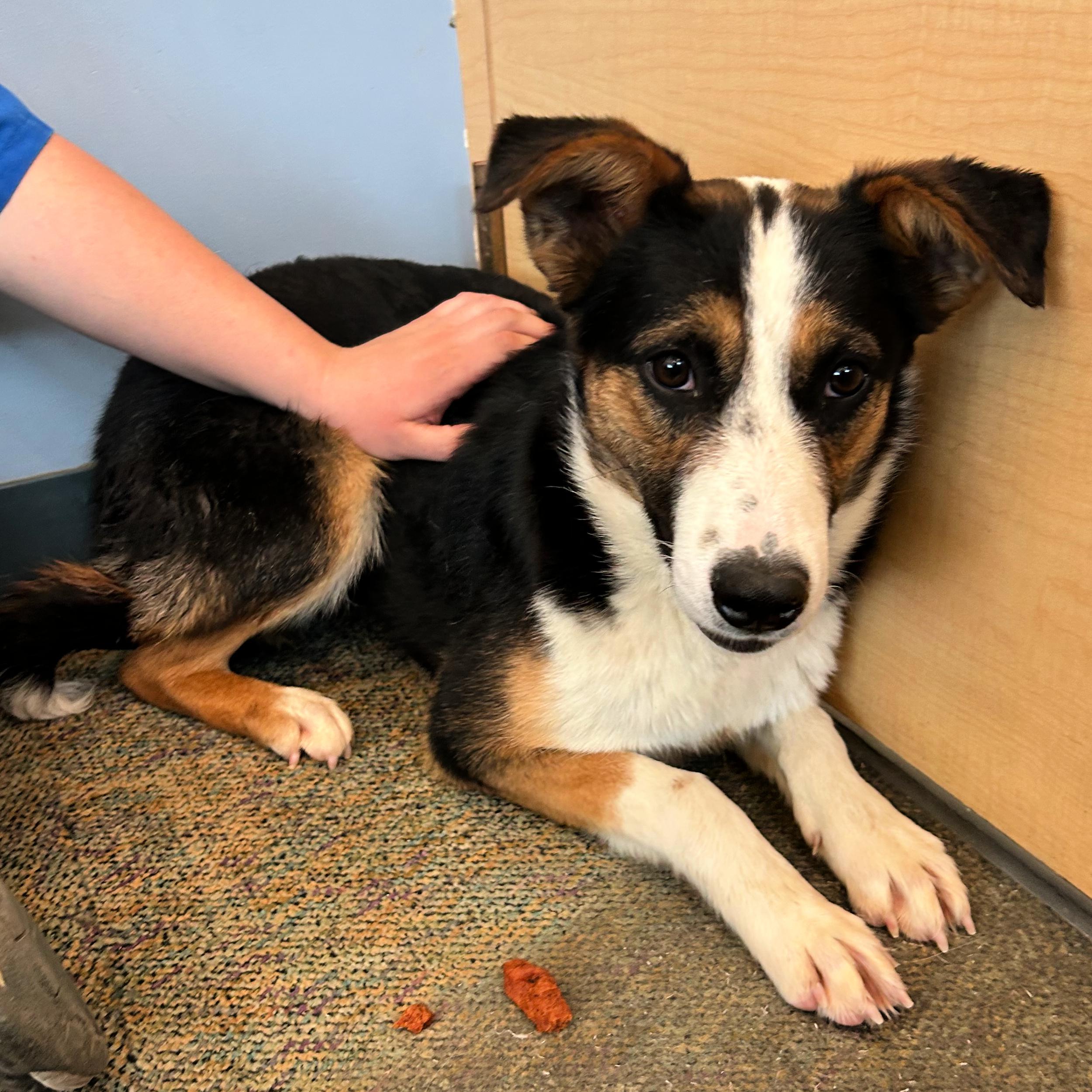 Enlarge Poppy, a ADOPTABLE mixed breed in Lindon, UT image 2/6
