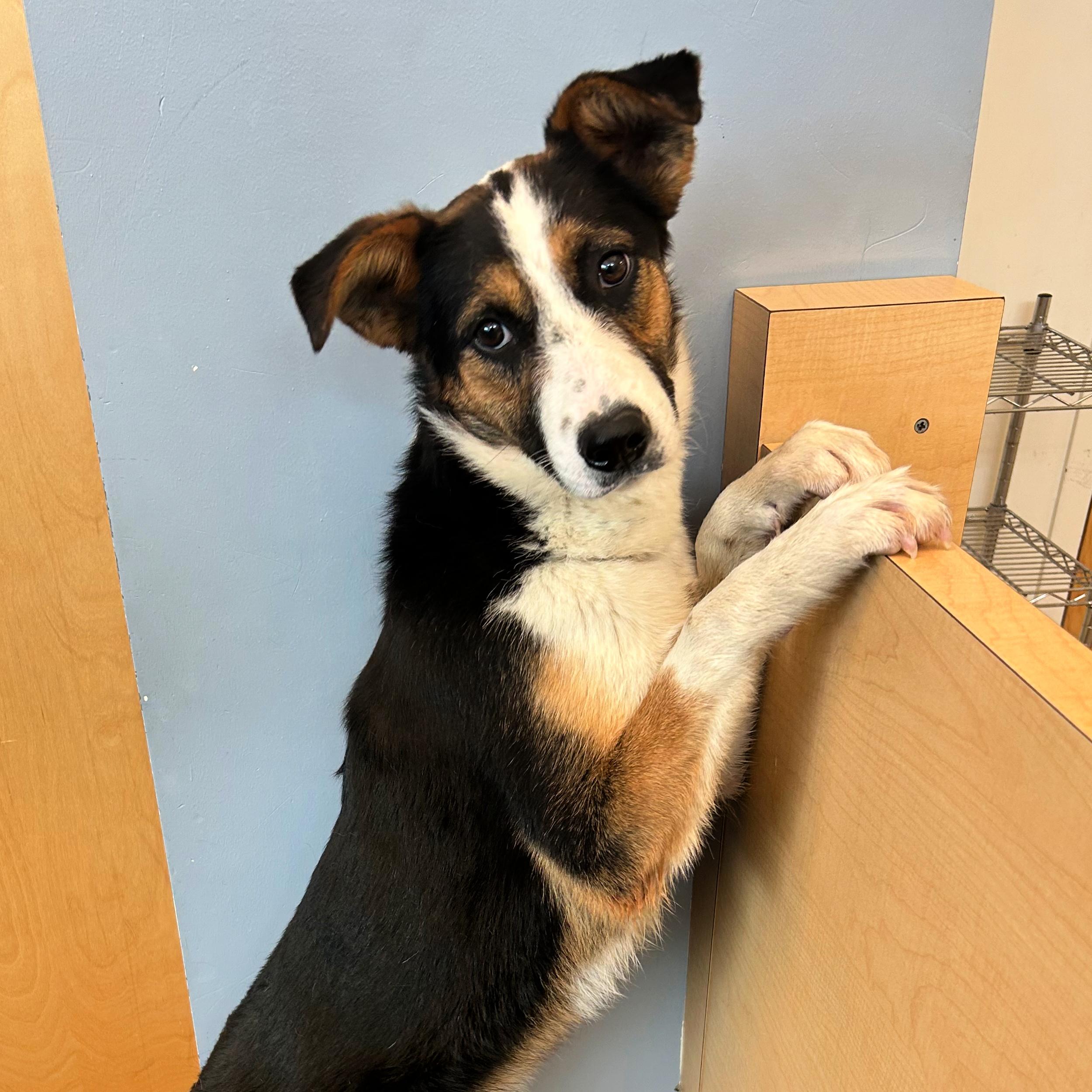 Enlarge Poppy, a ADOPTABLE mixed breed in Lindon, UT image 5/6