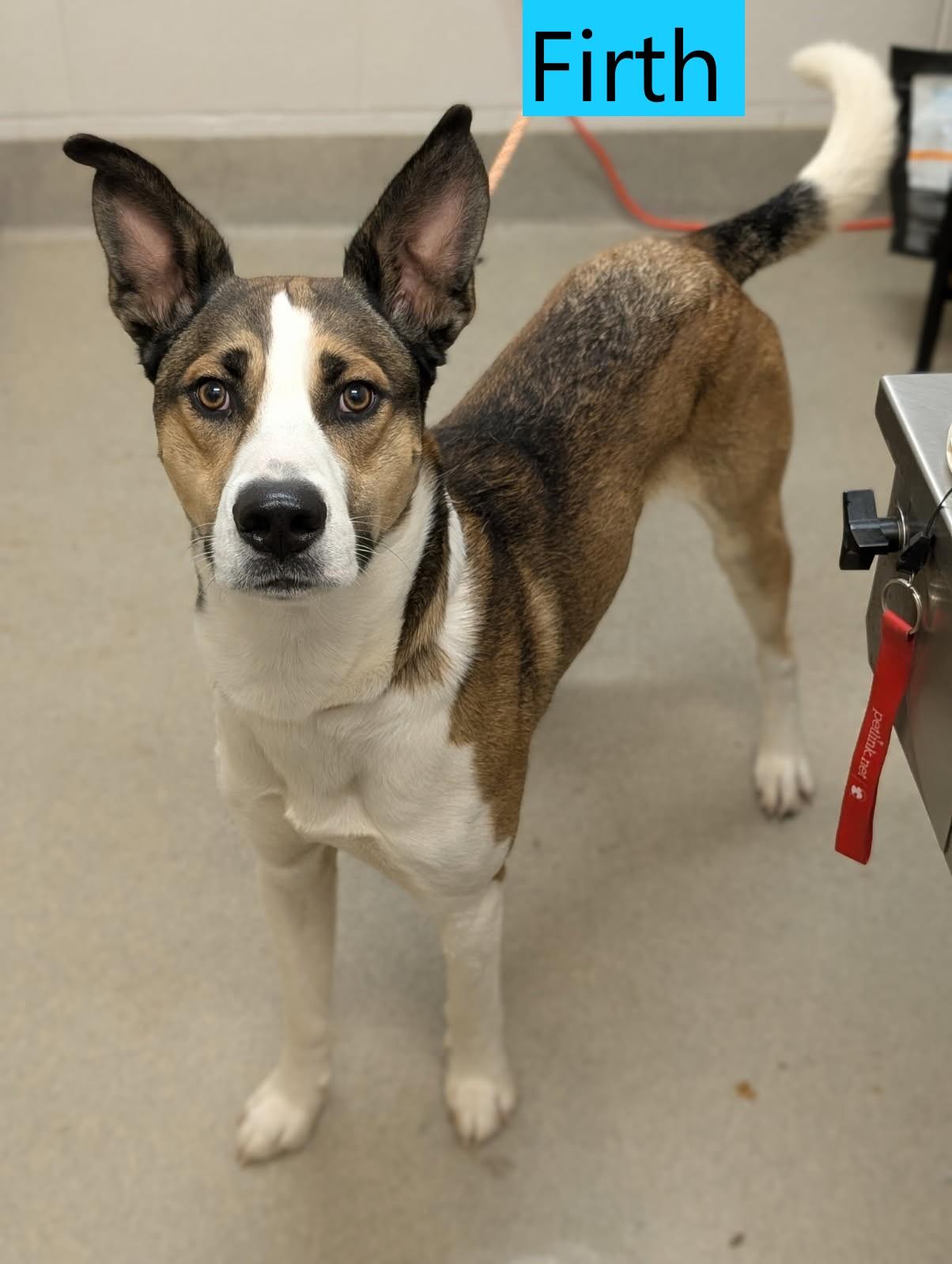 Firth, ADOPTABLE, Adult Male Husky & Shepherd.