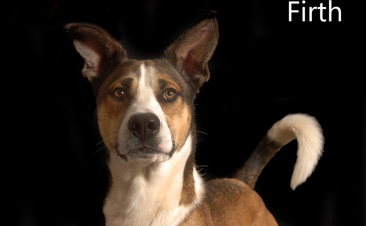 Firth, an adopted mixed breed in Mount Vernon, OH image 2/2