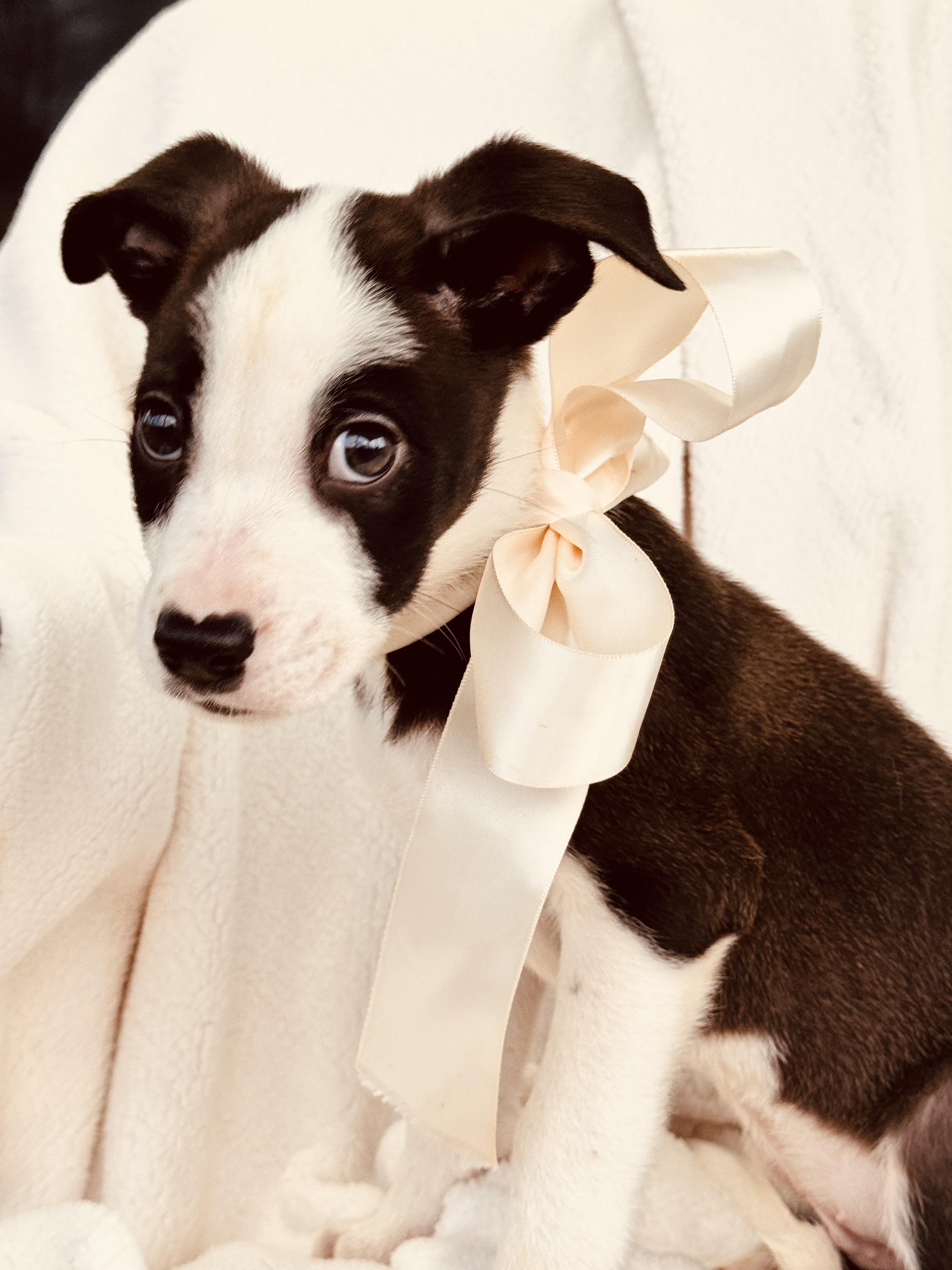 Enlarge JACK, a ADOPTABLE mixed breed in Nahunta, GA image 4/5