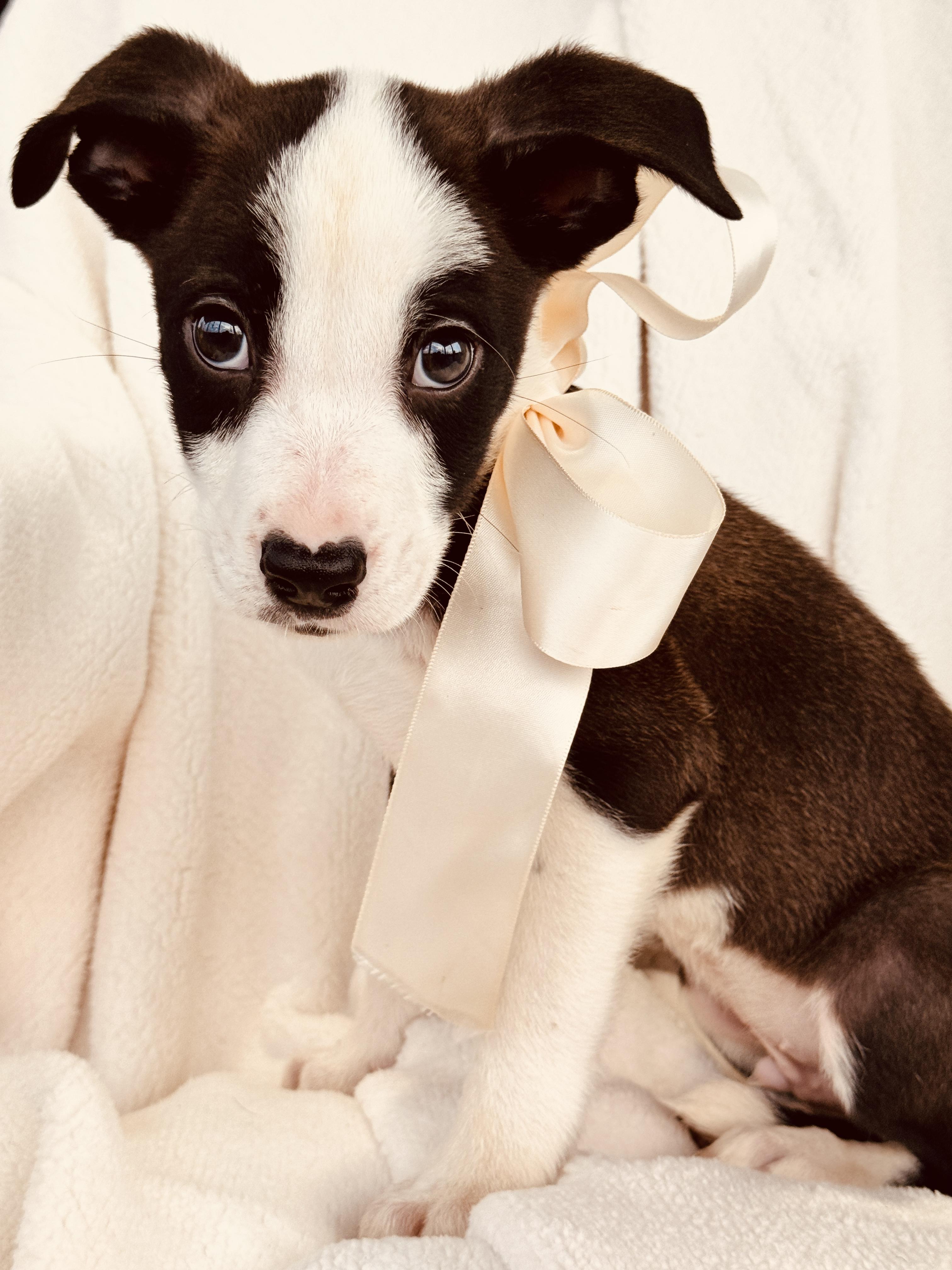 JACK, ADOPTABLE, Puppy Male Hound & Australian Shepherd.