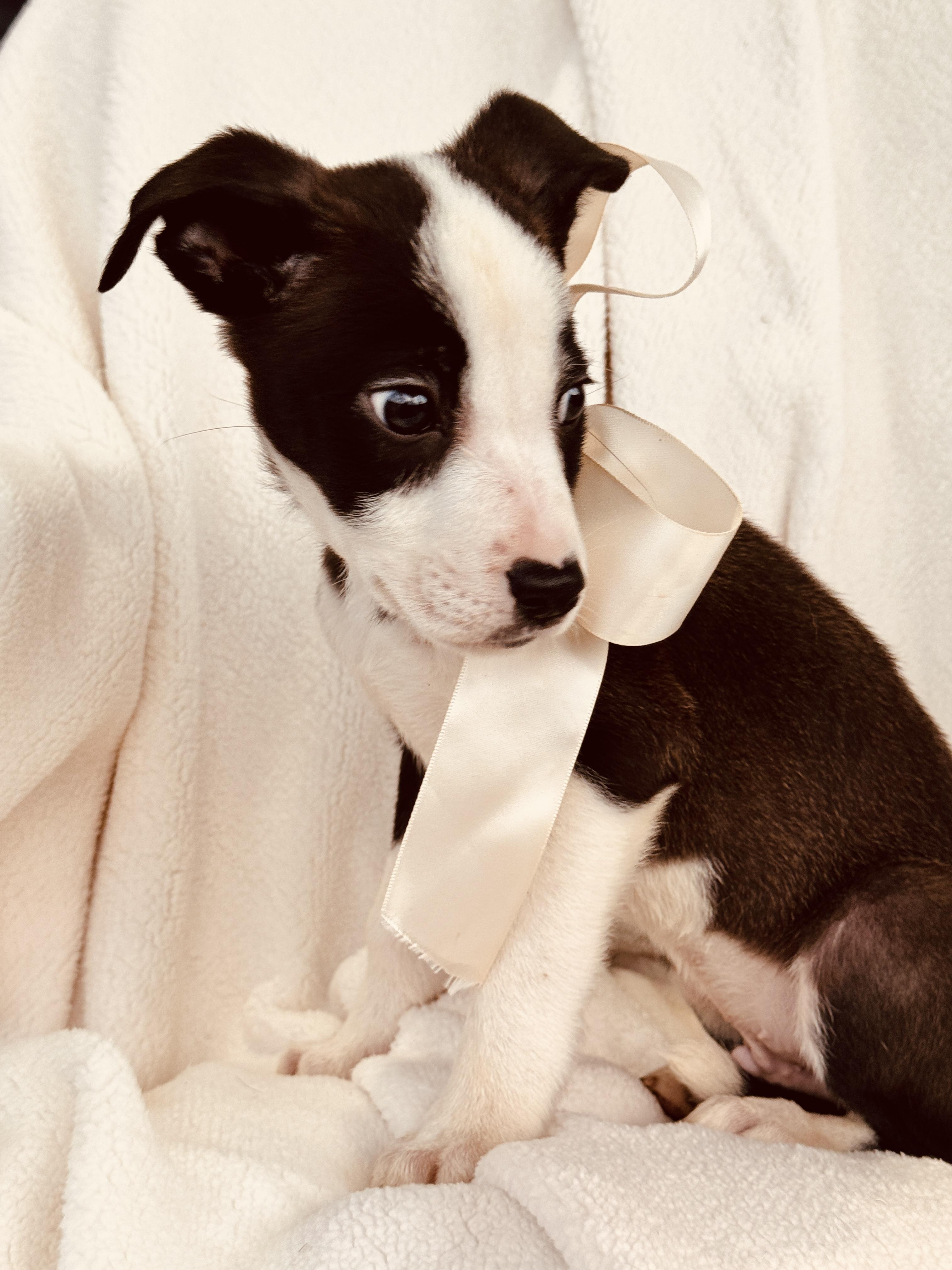 Enlarge JACK, a ADOPTABLE mixed breed in Nahunta, GA image 5/5