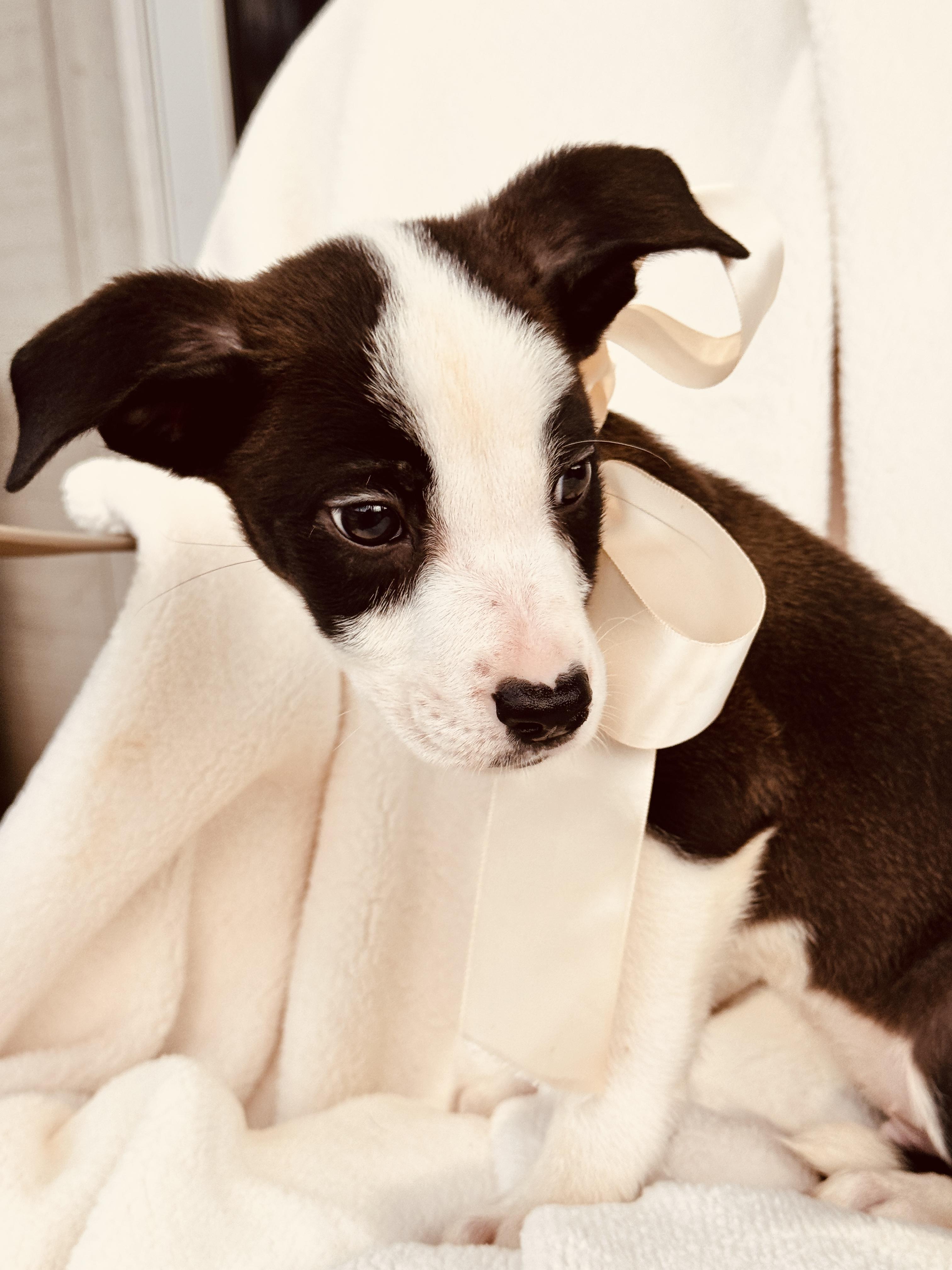 Enlarge JACK, a ADOPTABLE mixed breed in Nahunta, GA image 3/5