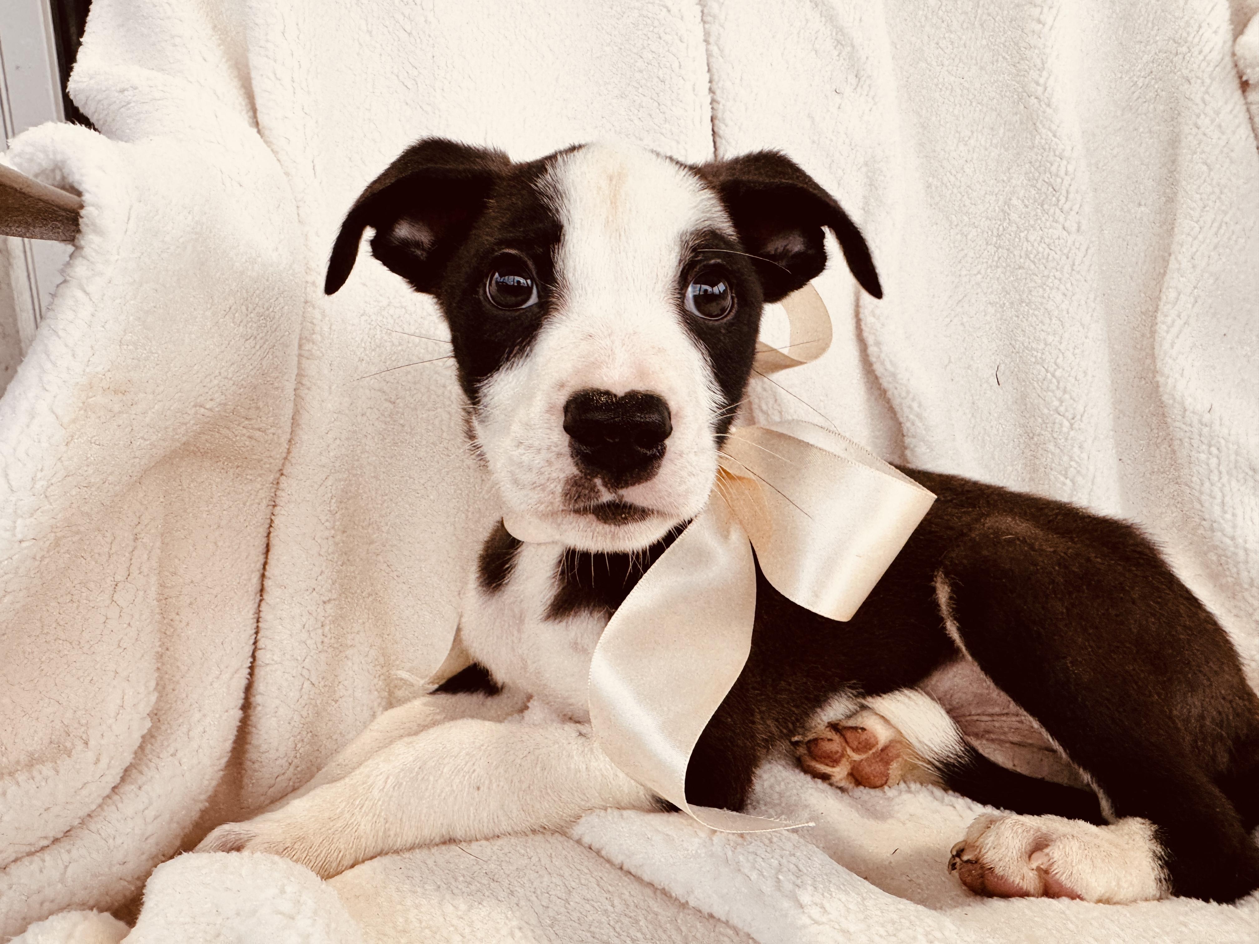 Enlarge JACK, a ADOPTABLE mixed breed in Nahunta, GA image 2/5