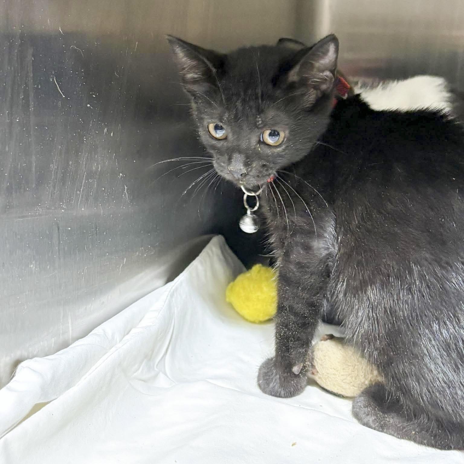 Enlarge Raven, a Adoptable mixed breed in Caldwell, TX image 2/3
