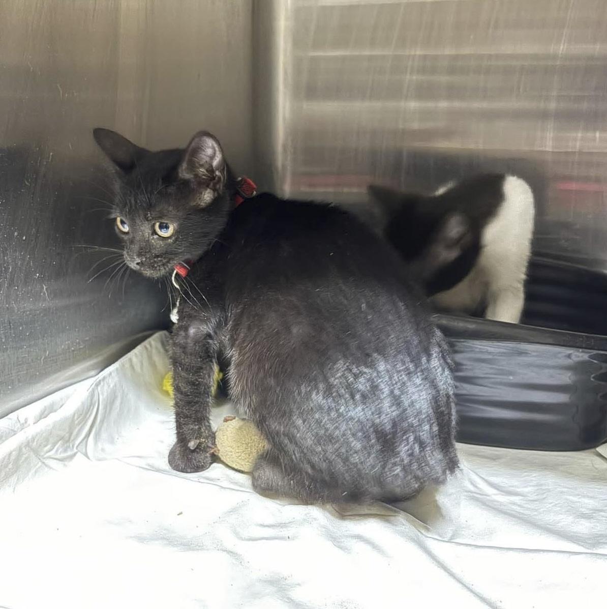 Enlarge Raven, a Adoptable mixed breed in Caldwell, TX image 1/3