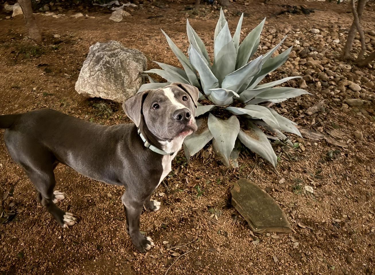 Enlarge Dax, a Adoptable mixed breed in Albany , NY image 6/6