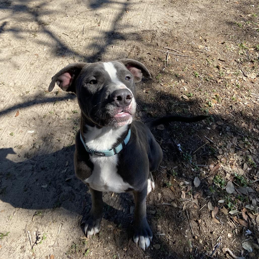 Enlarge Dax, a Adoptable mixed breed in San Antonio, TX image 1/6