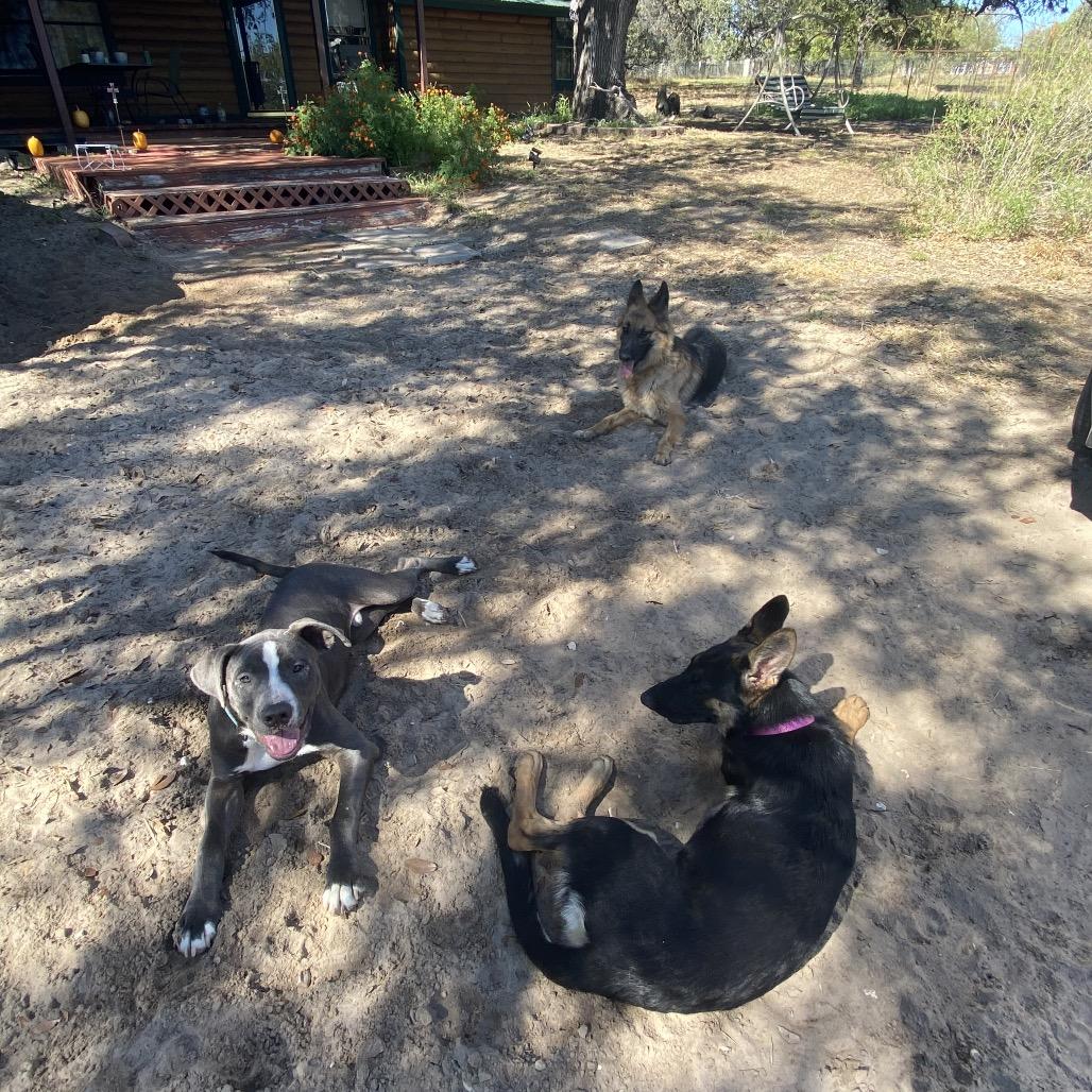 Enlarge Dax, a Adoptable mixed breed in San Antonio, TX image 2/6