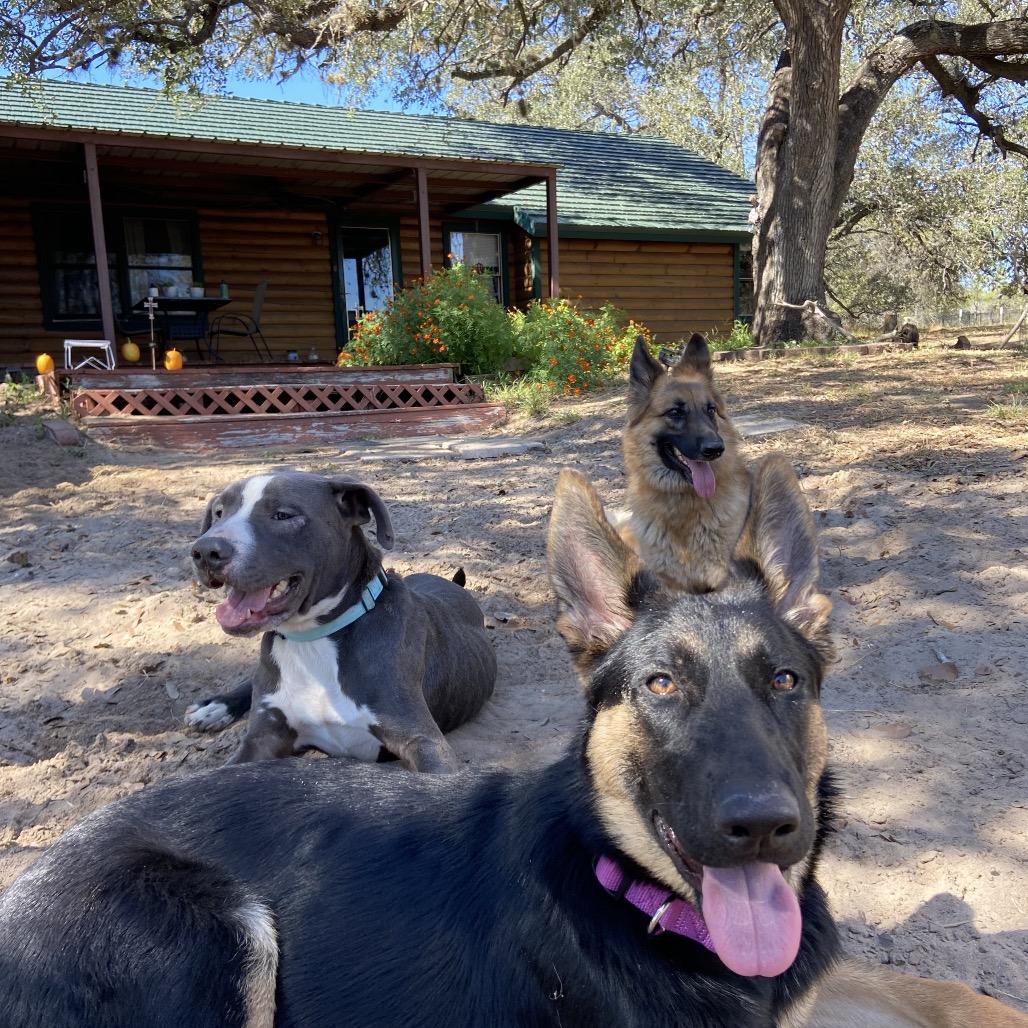 Enlarge Dax, a Adoptable mixed breed in San Antonio, TX image 3/6