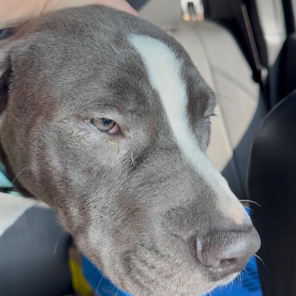 Enlarge Dax, a Adoptable mixed breed in San Antonio, TX image 5/6