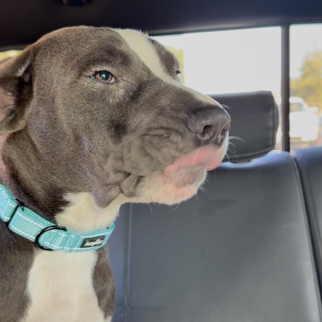 Enlarge Dax, a Adoptable mixed breed in San Antonio, TX image 6/6