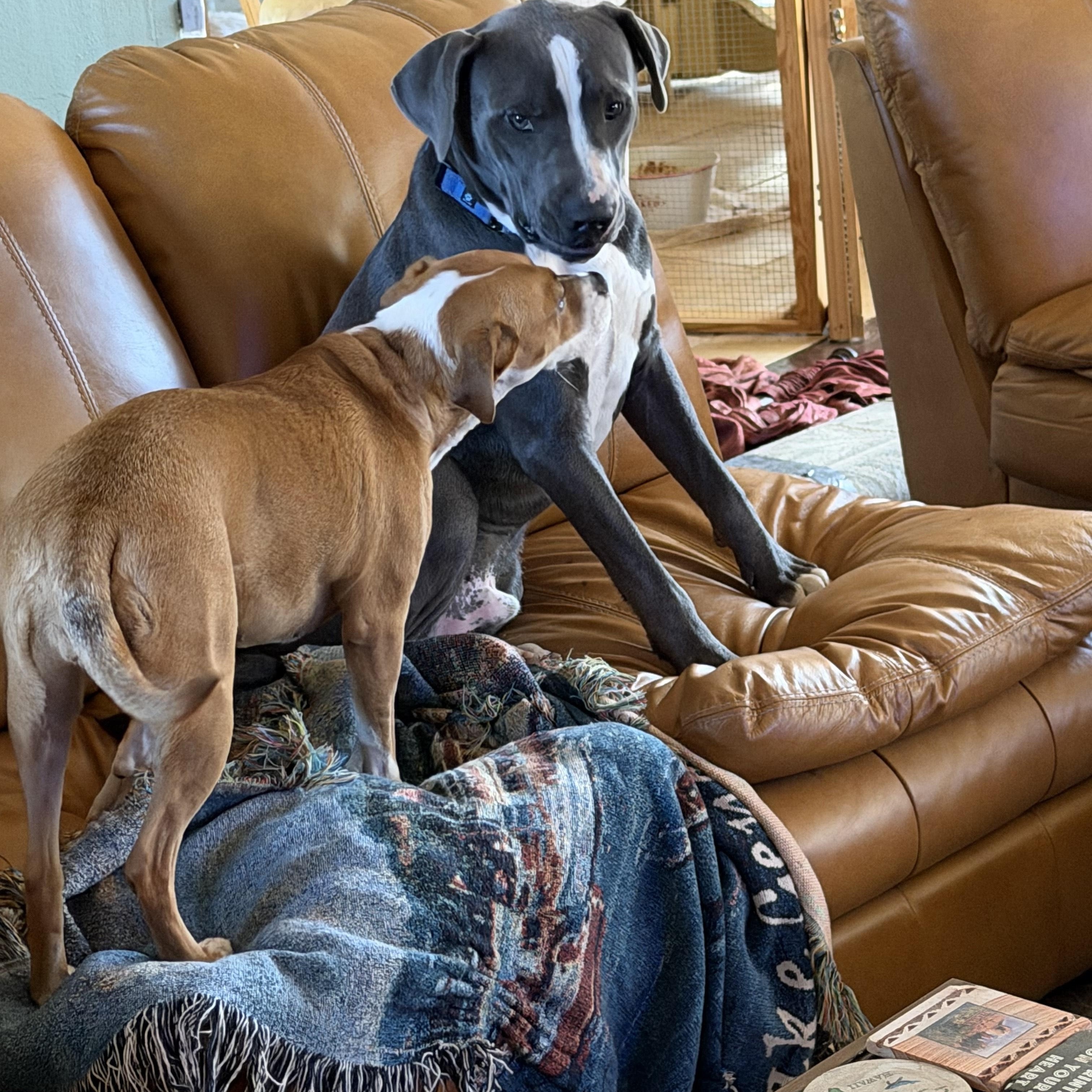 Enlarge Dax, a Adoptable mixed breed in Albany , NY image 3/6