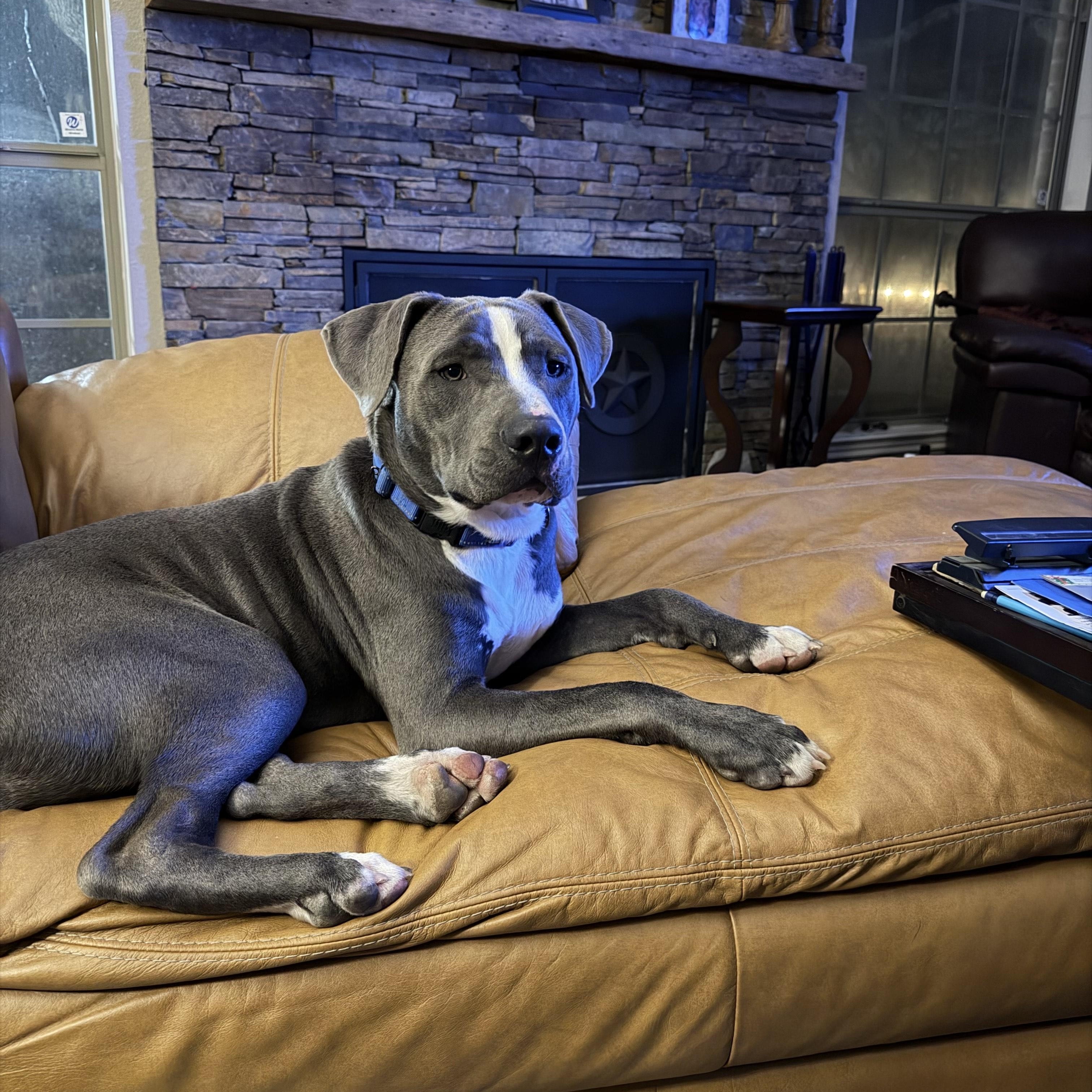 Enlarge Dax, a Adoptable mixed breed in Albany , NY image 1/6