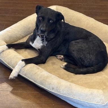 Enlarge KEARNEY, a Adoptable mixed breed in Quitman, TX image 1/2
