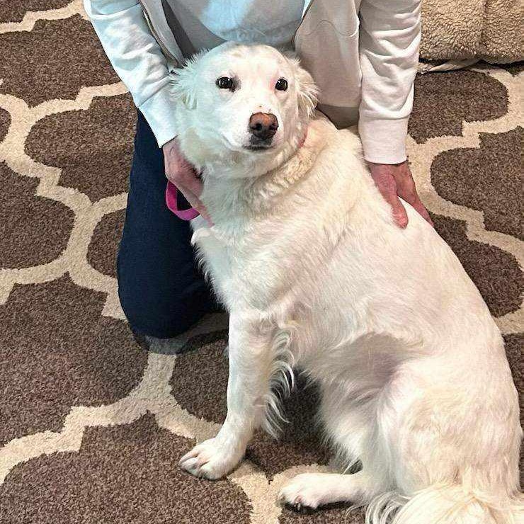 Beanz - Affectionate Girl Needs Foster! Border Collie Dog